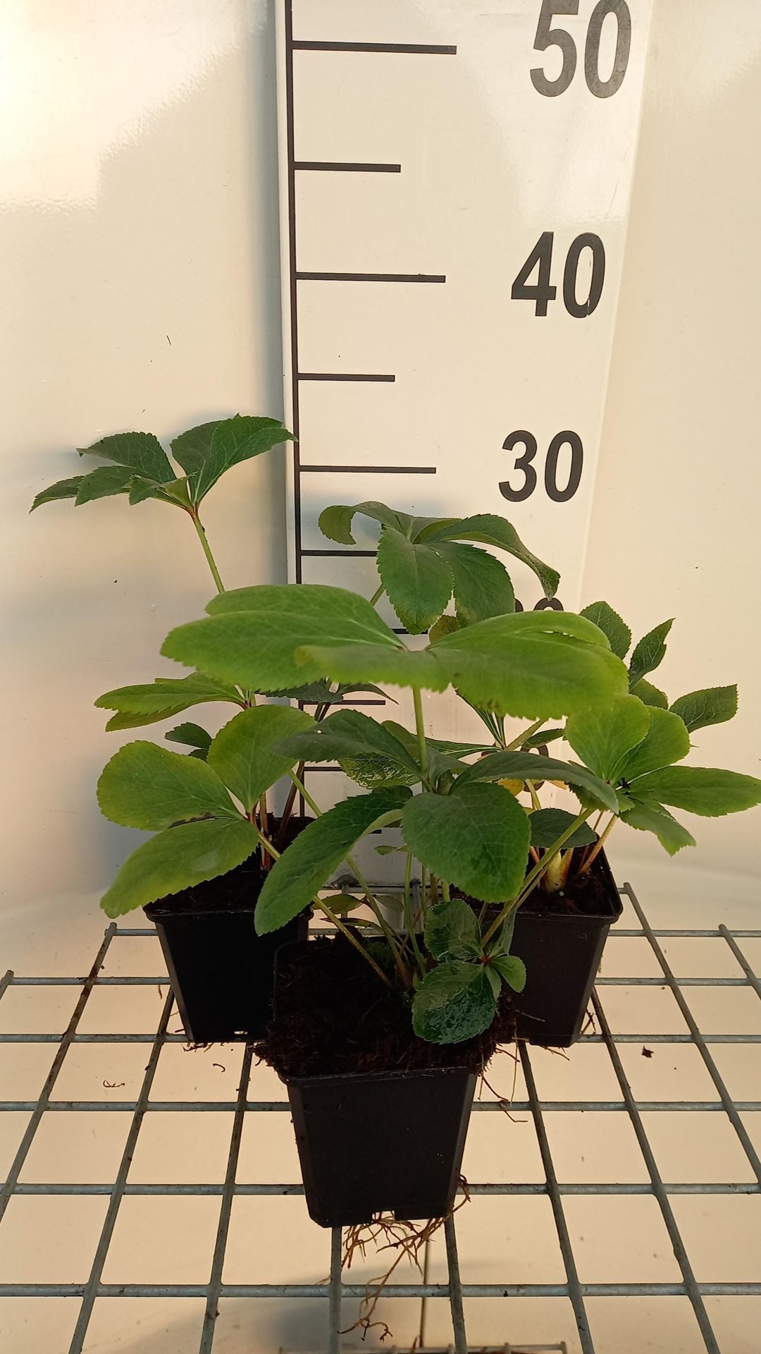 Helleborus or.'White'- pot 9x9 cm afbeelding