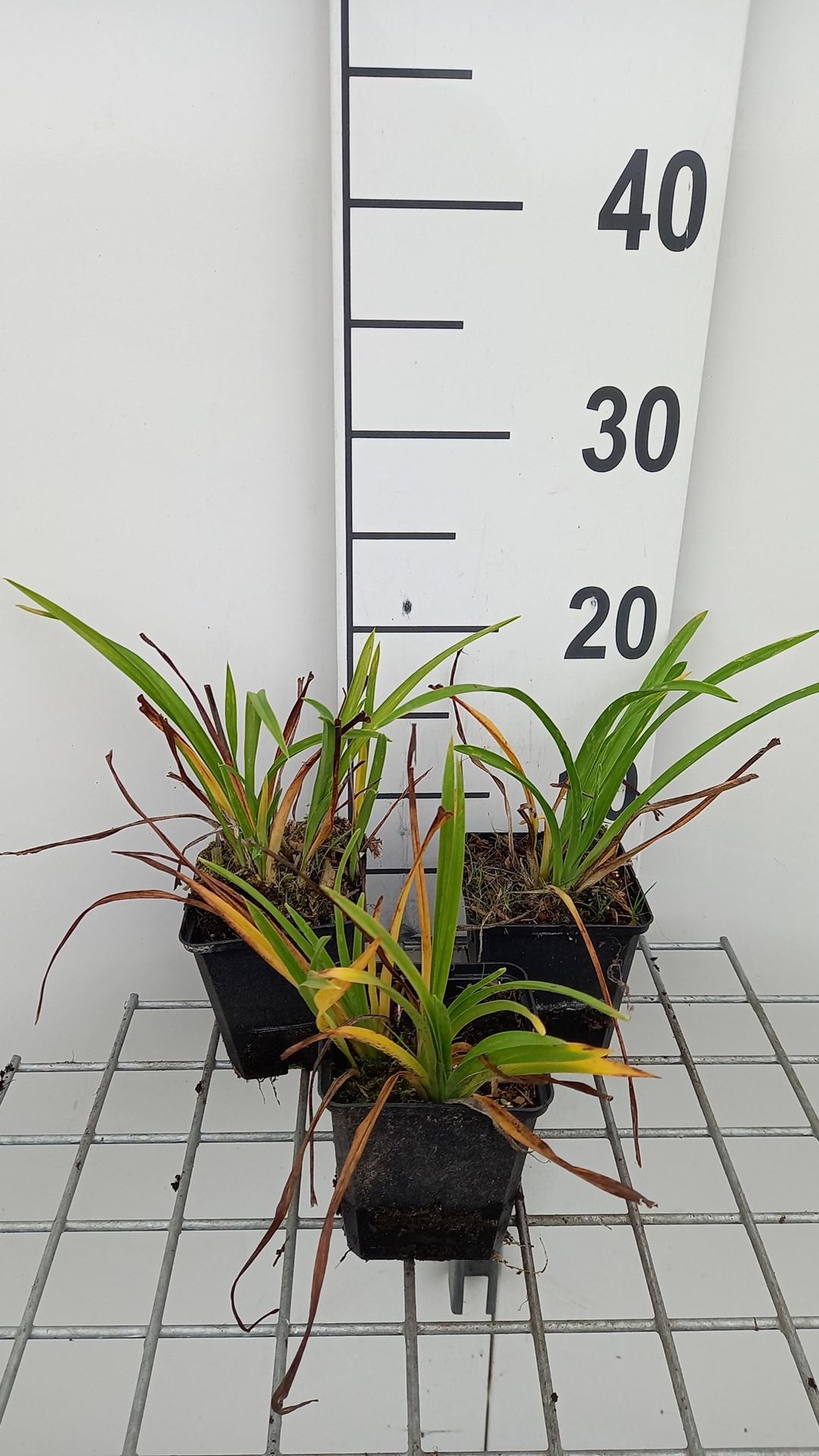 Hemerocallis'Pardon Me'- pot 9x9 cm afbeelding