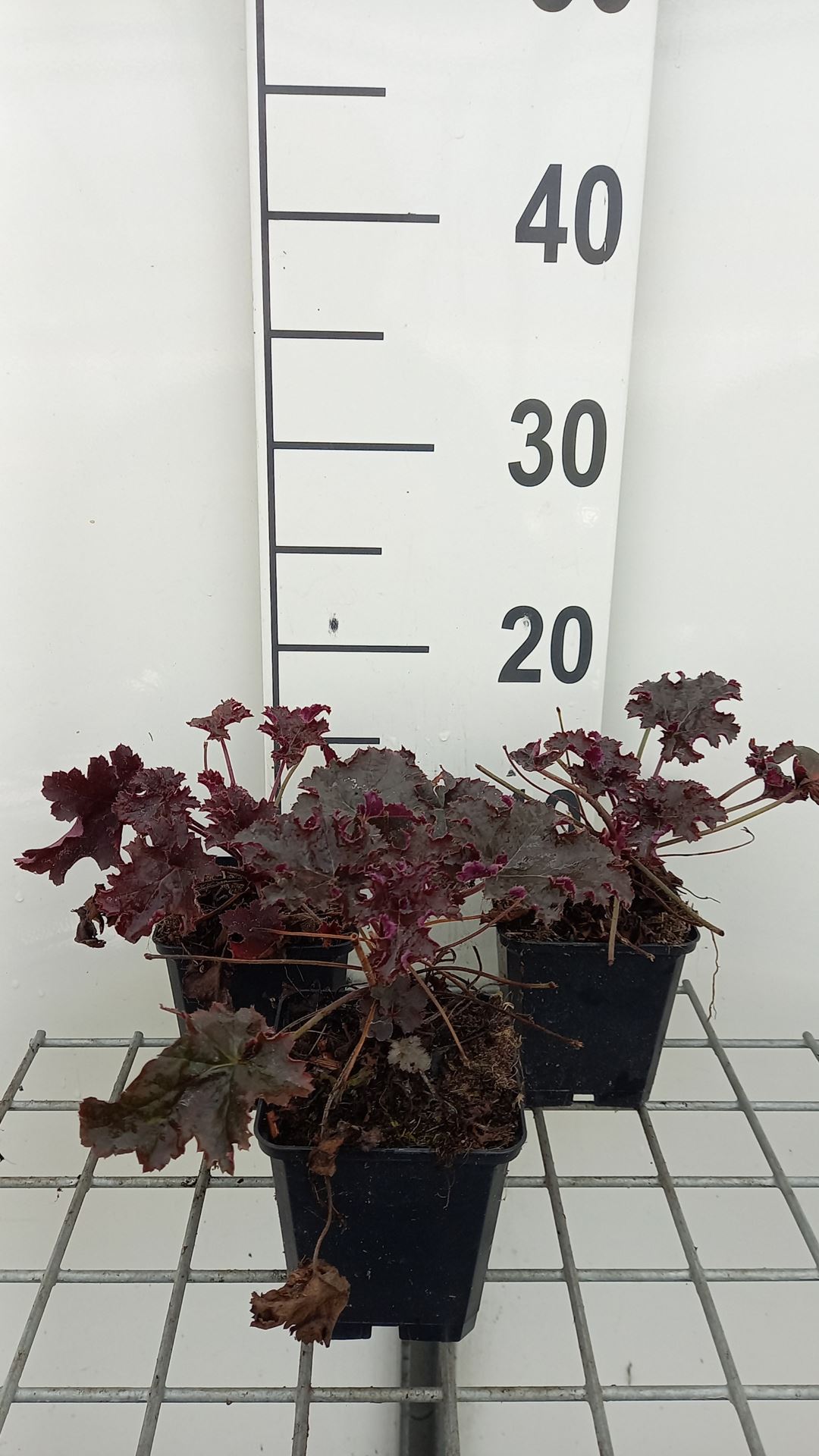 Heuchera 'Purple Petticoats' - pot 9x9 cm