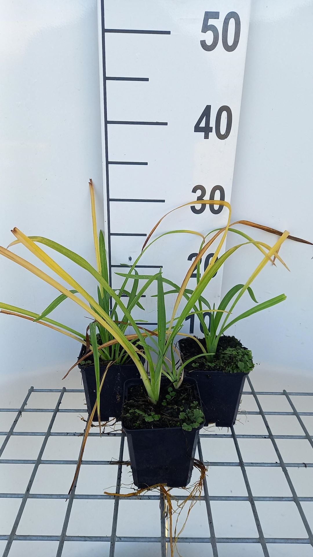 Hemerocallis'Purple Waters'- pot 9x9 cm afbeelding