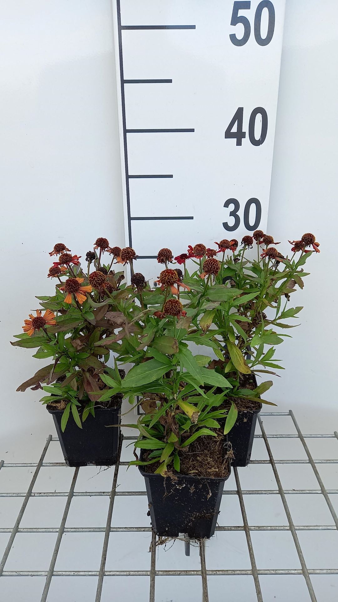 Helenium'Red Jewel'- pot 9x9 cm - afbeelding