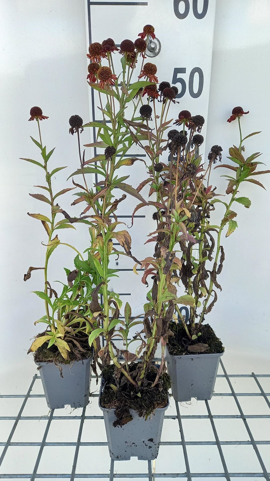 Helenium 'Ruby Tuesday' - pot 9x9 cm