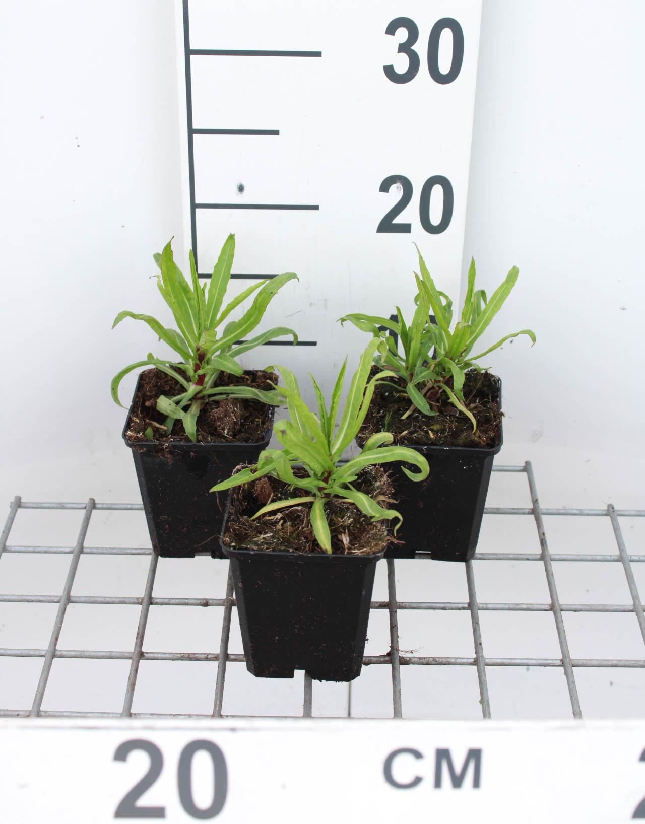 Helenium'Rubinzwerg'- pot 9x9 cm afbeelding