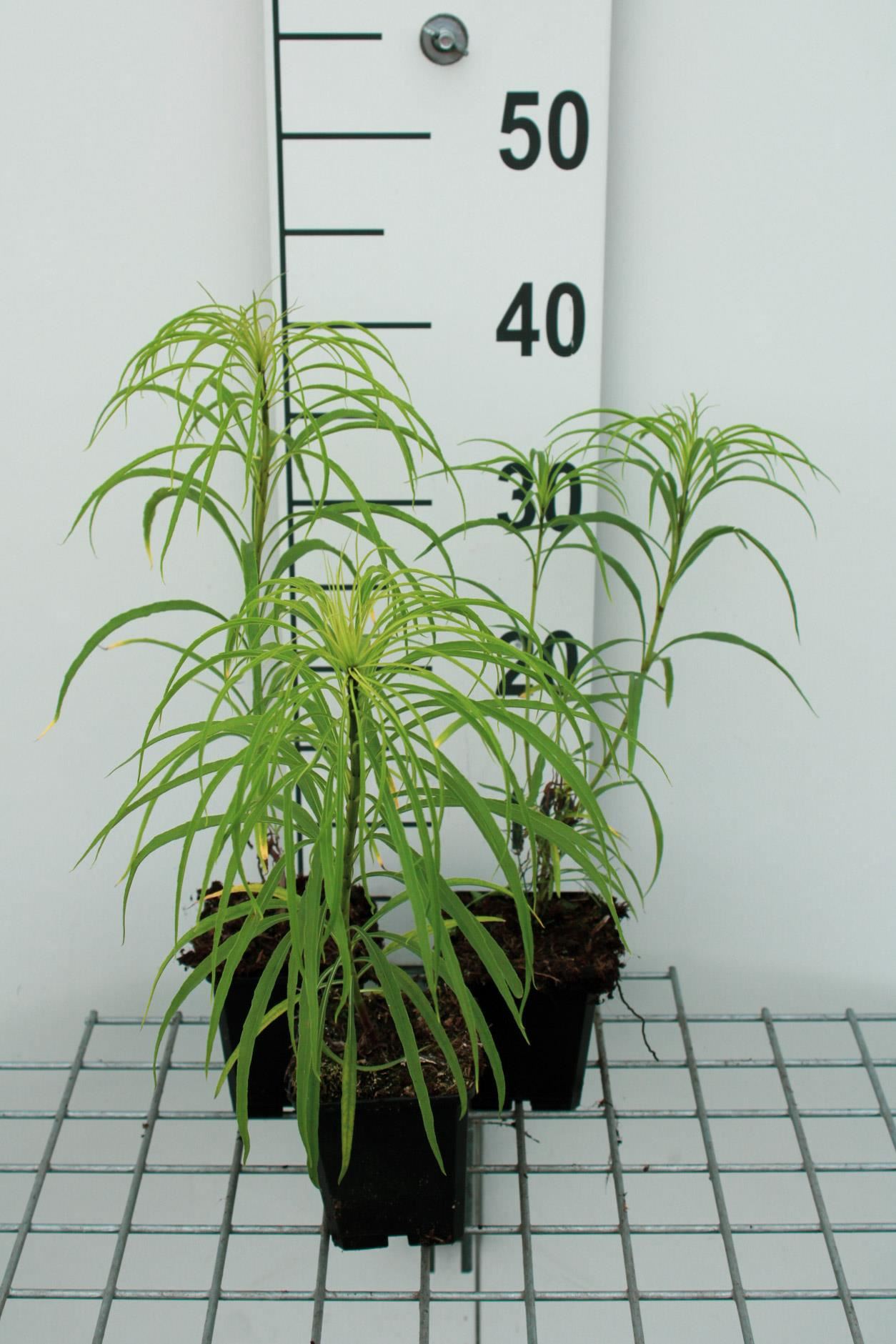 Helianthus salicifolius - pot 9x9 cm -