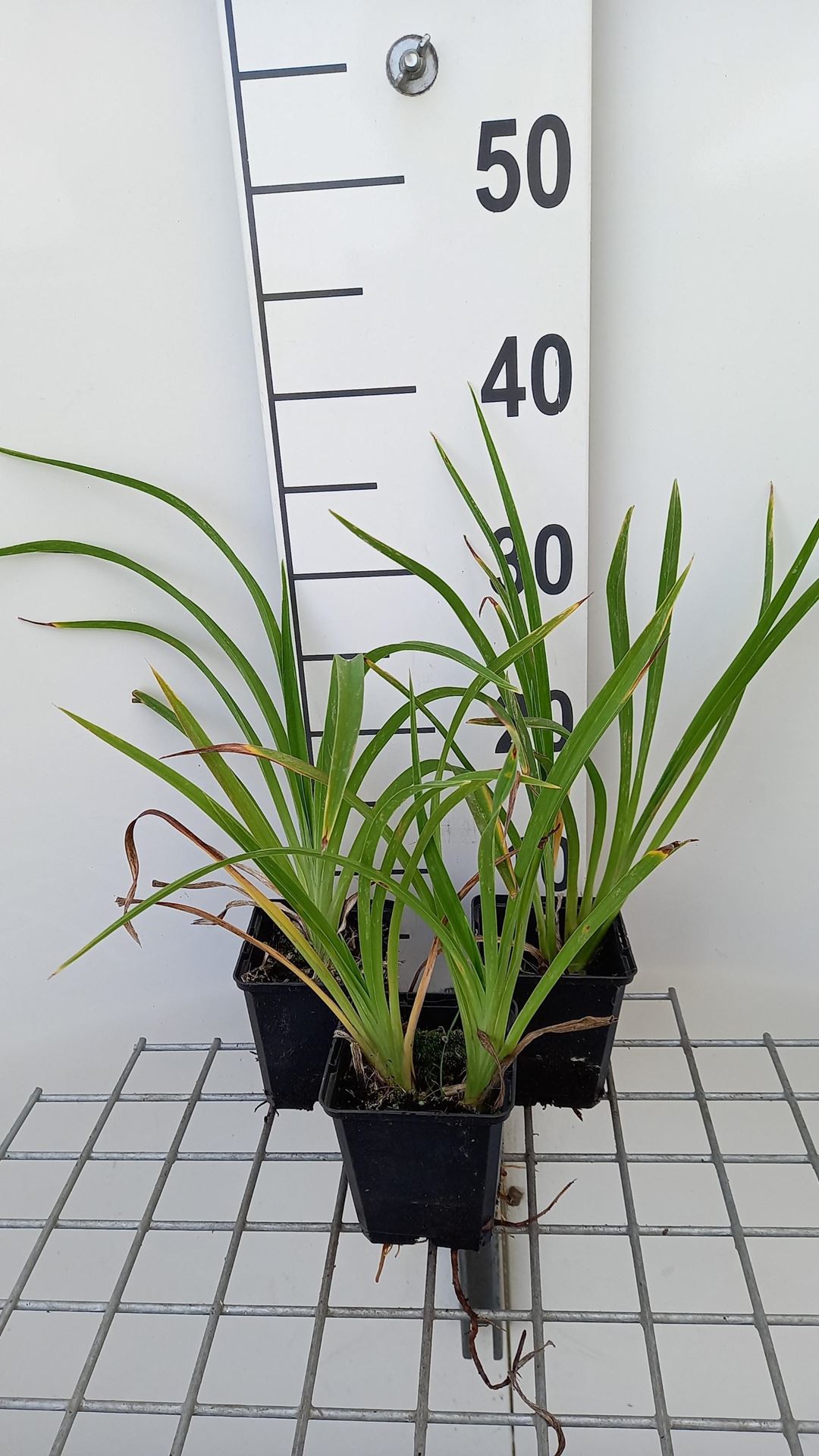 Hemerocallis 'Strawberry Candy' - pot 9x9 cm