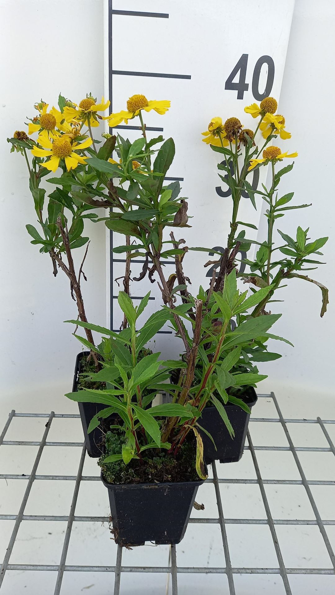 Helenium'Sahin's Early Flowerer'- pot 9x9 cm afbeelding