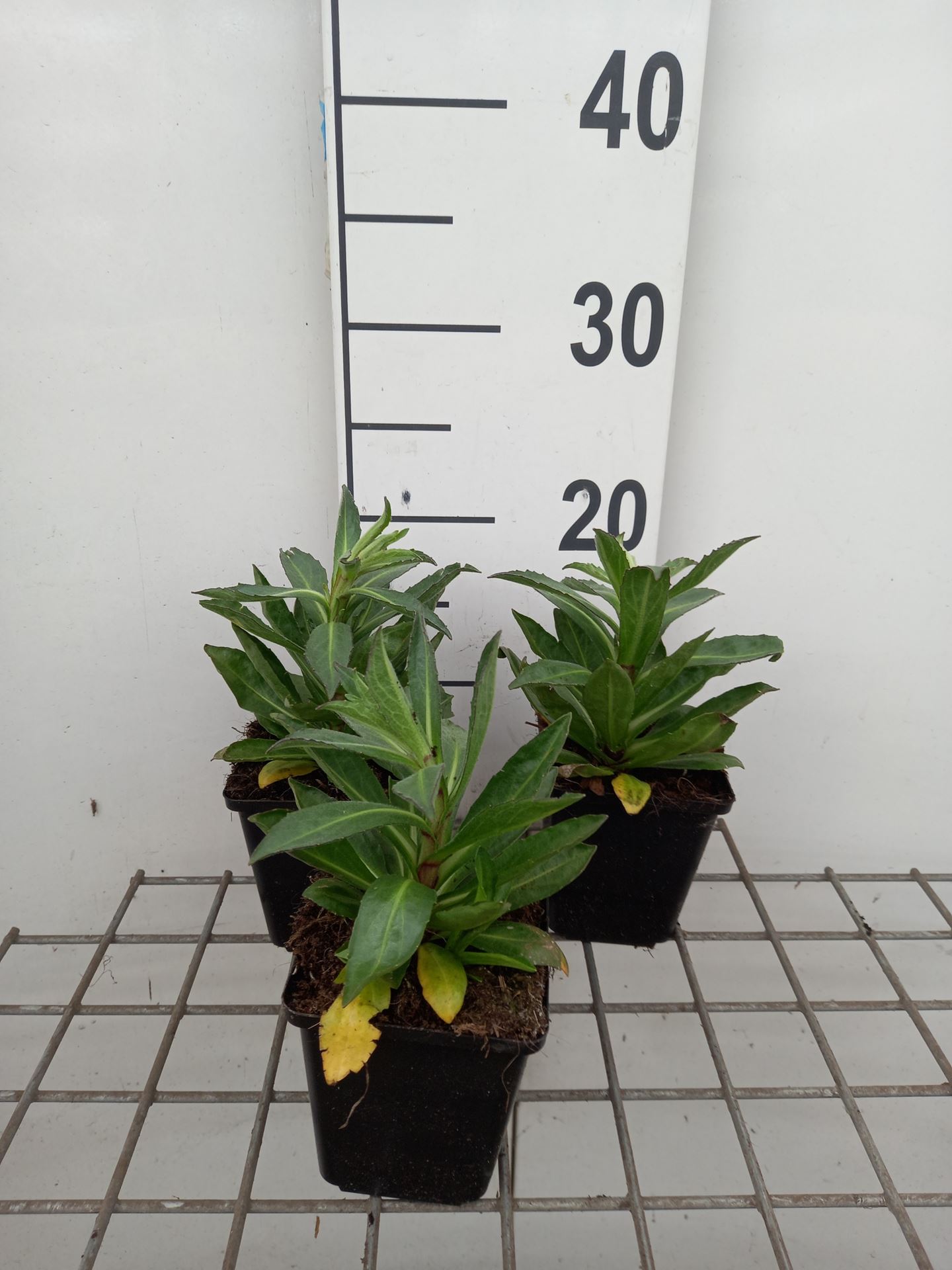 Helenium hybr. 'Short'n Sassy' - pot 9x9 cm