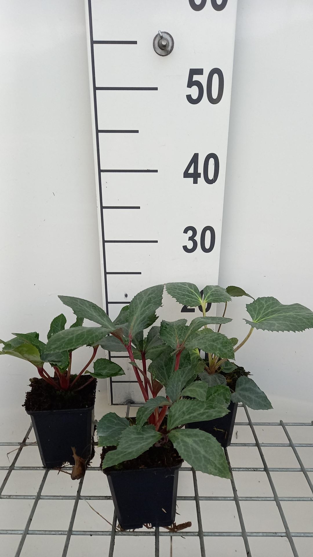 Helleborus x sternii - pot 9x9 cm - Nieskruid afbeelding