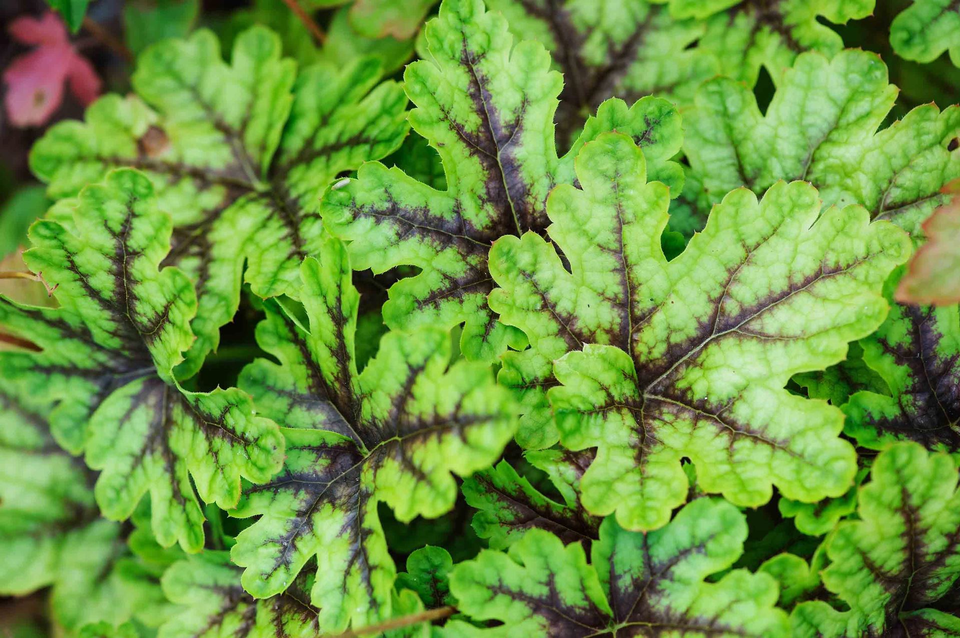 x Heucherella'Tapestry'- pot 9x9 cm afbeelding