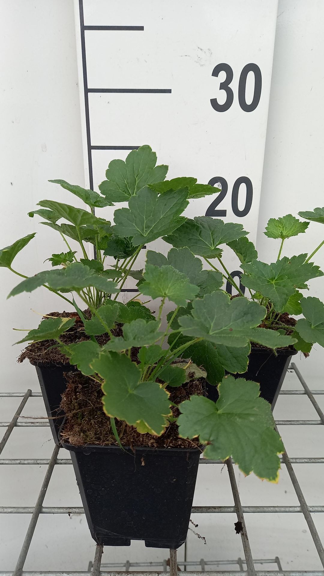 Heuchera villosa'Chantilly'- pot 9x9 cm afbeelding