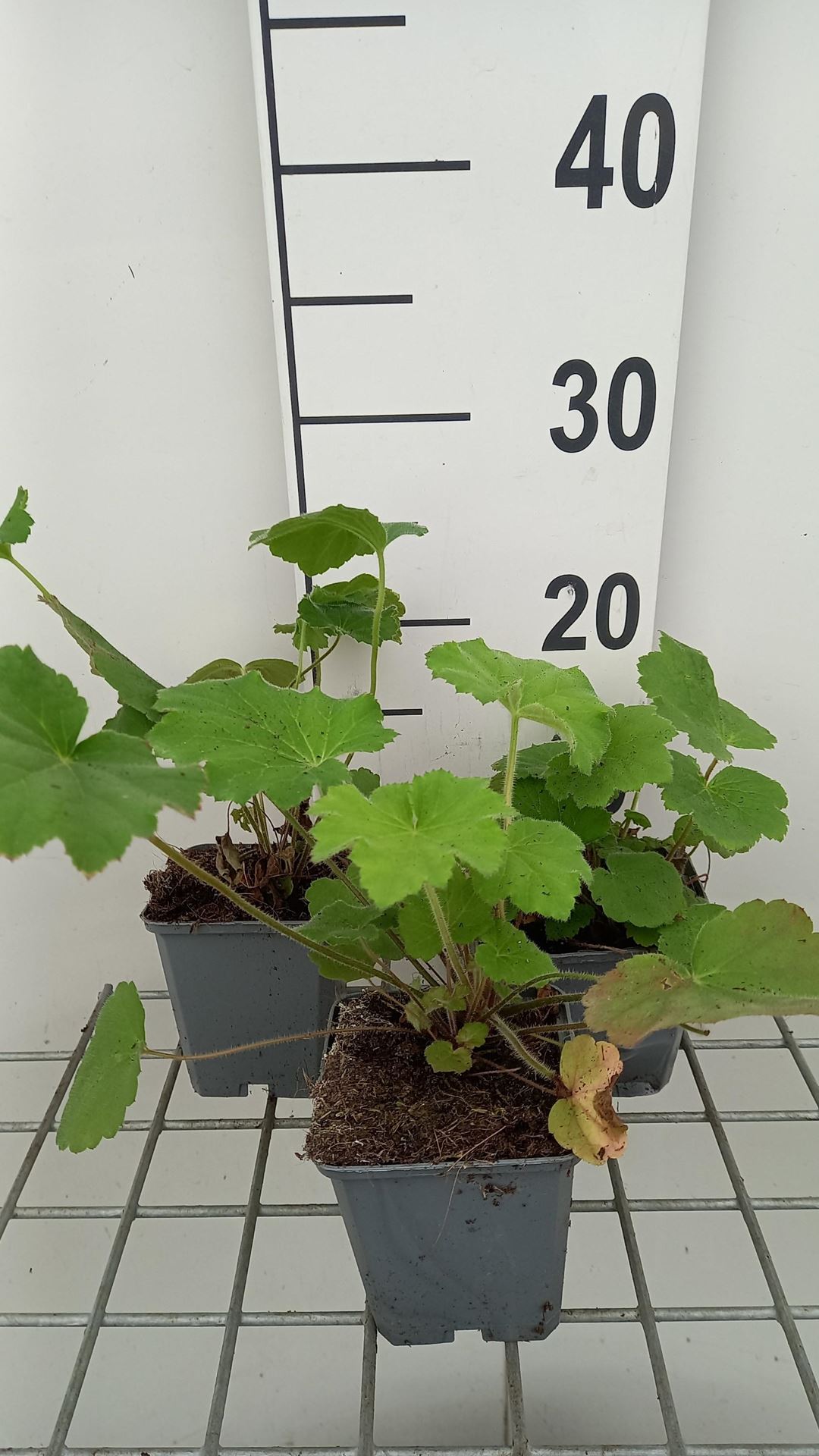 Heuchera villosa var. macrorrhiza - pot 9x9 cm - afbeelding