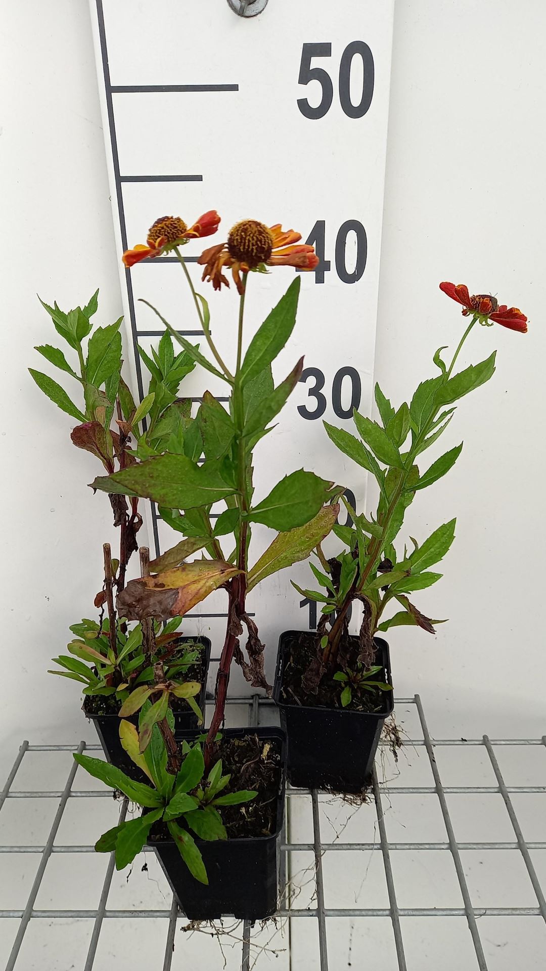 Helenium'Waltraut'- pot 9x9 cm - Zonnekruid afbeelding