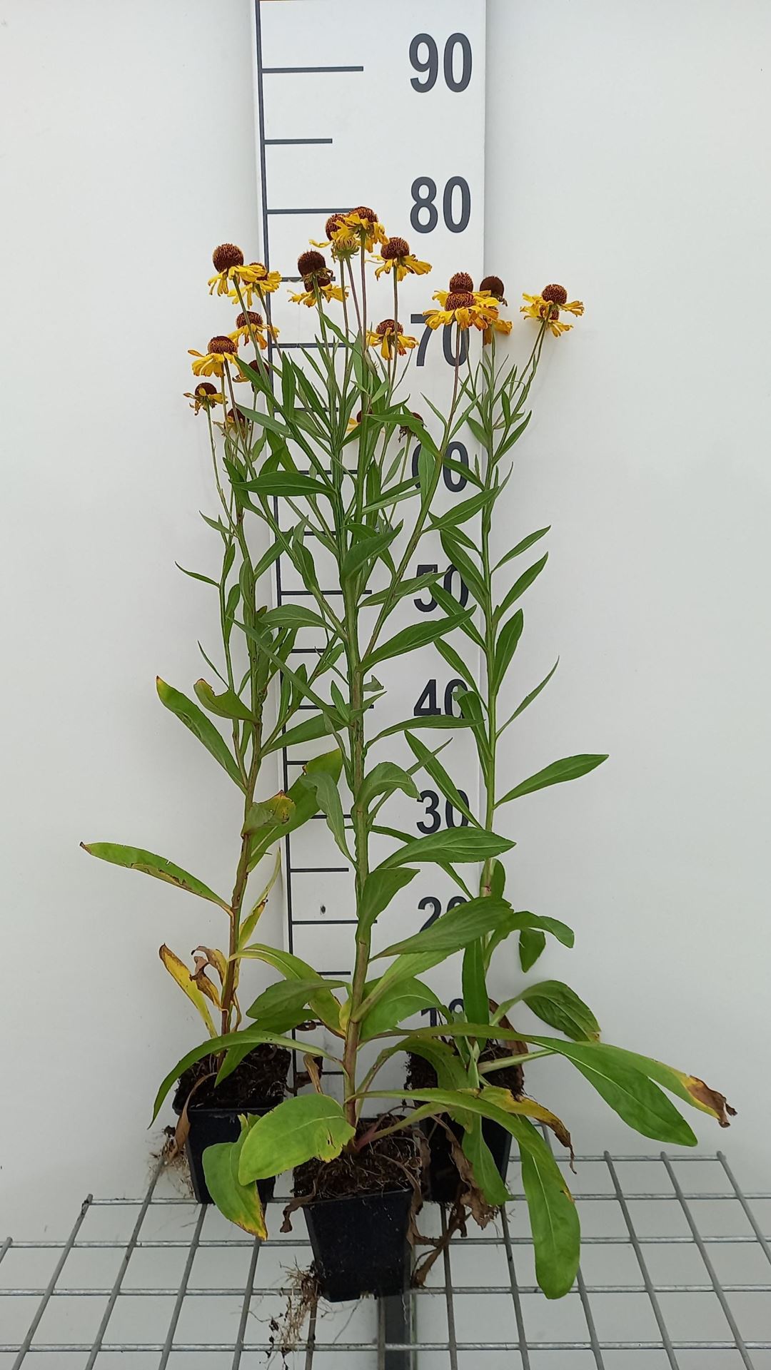 Helenium'Wesergold'- pot 9x9 cm - afbeelding