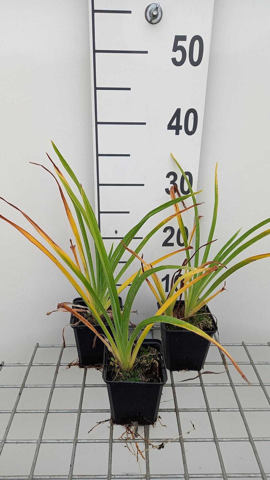 Hemerocallis'White Temptation'- pot 9x9 cm afbeelding