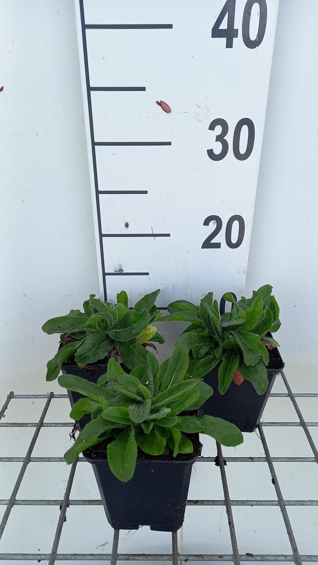Hieracium aurantiacum - pot 9x9 cm - Oranje havikskruid afbeelding