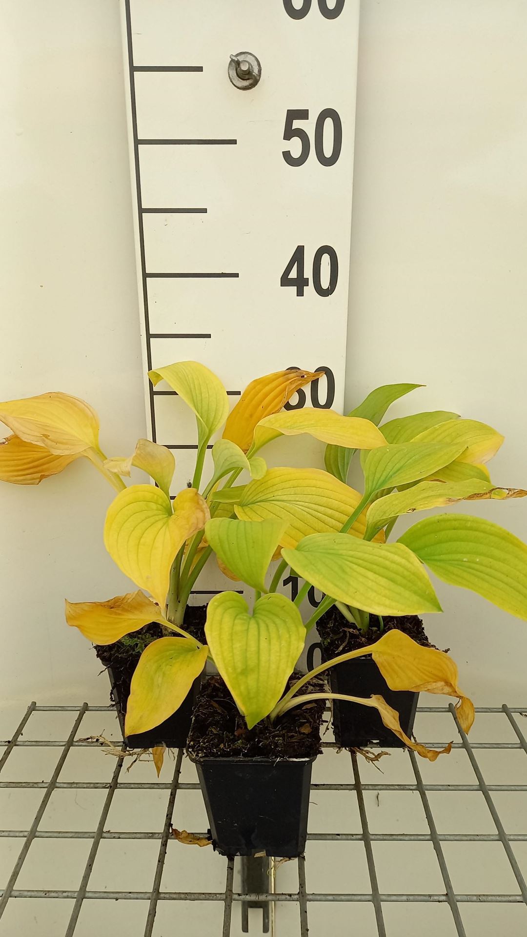 Hosta 'August Moon' - pot 9x9 cm