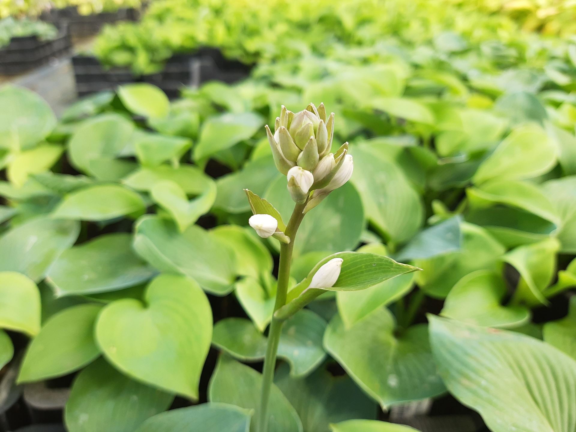 Hosta'Bressingham Blue'- pot 9x9 cm afbeelding