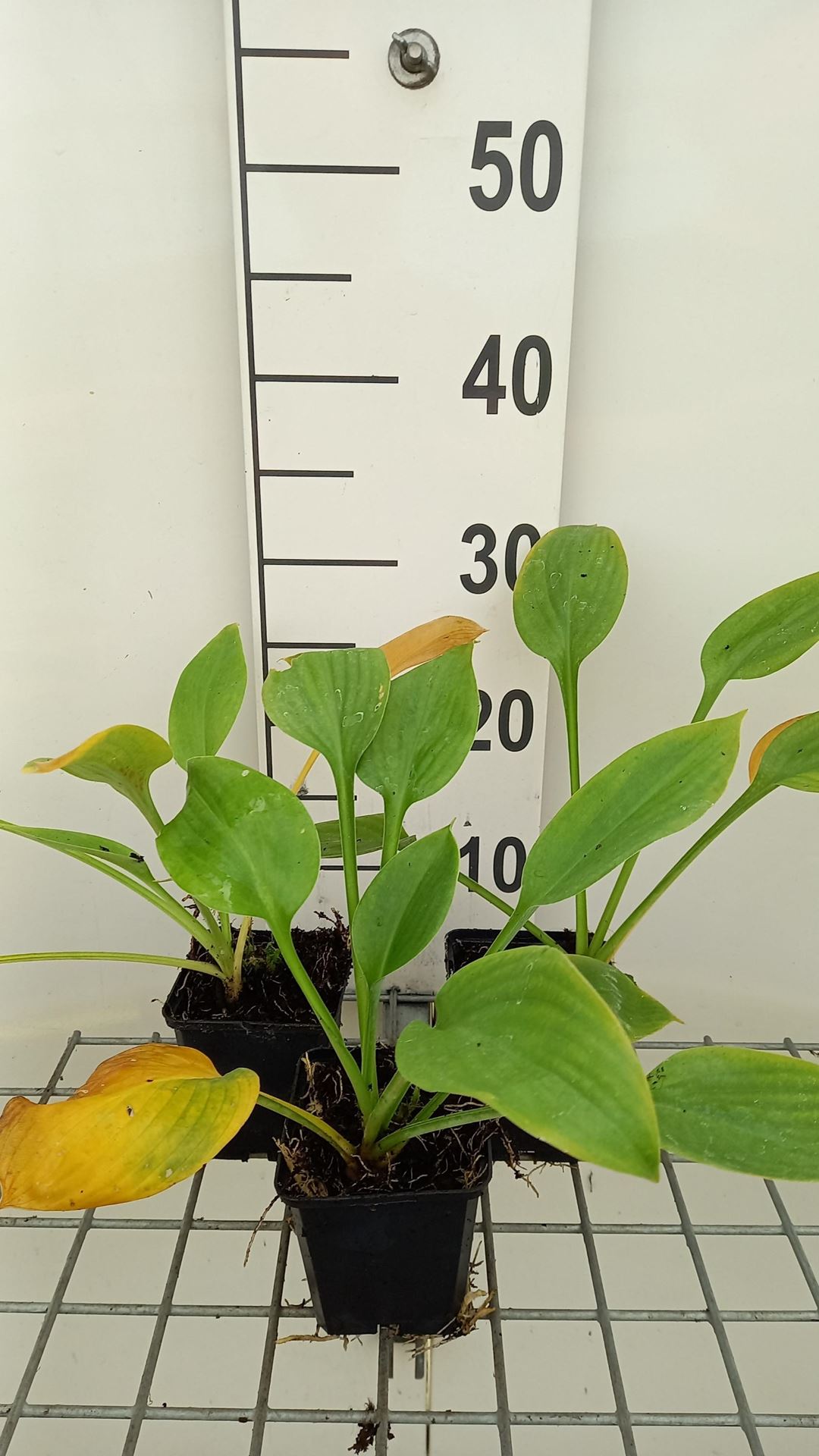 Hosta'Blue Umbrellas'- pot 9x9 cm afbeelding