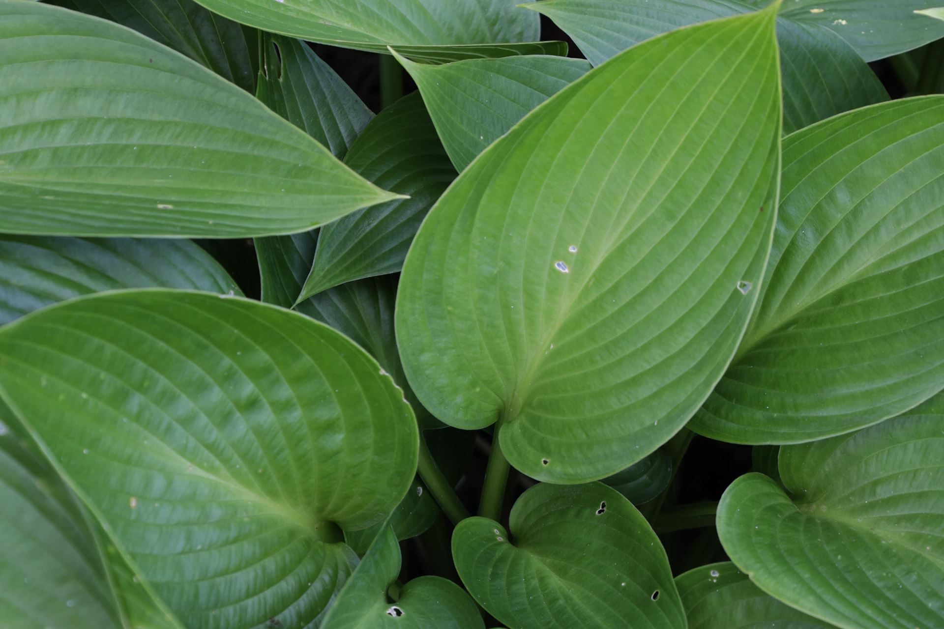 Hosta'Devon Green'- pot 9x9 cm - Hartlelie/Funkia afbeelding