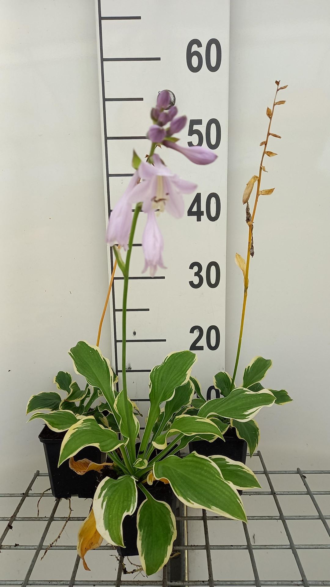 Hosta'Golden Tiara'- pot 9x9 cm afbeelding