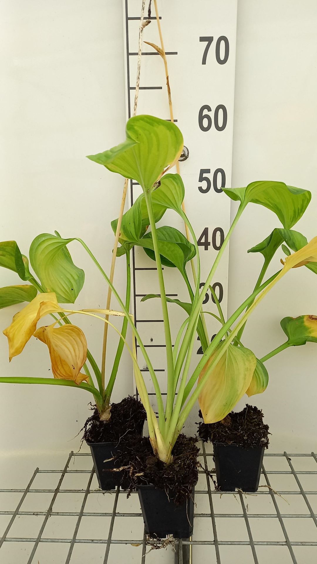 Hosta'Guacamole'- pot 9x9 cm afbeelding