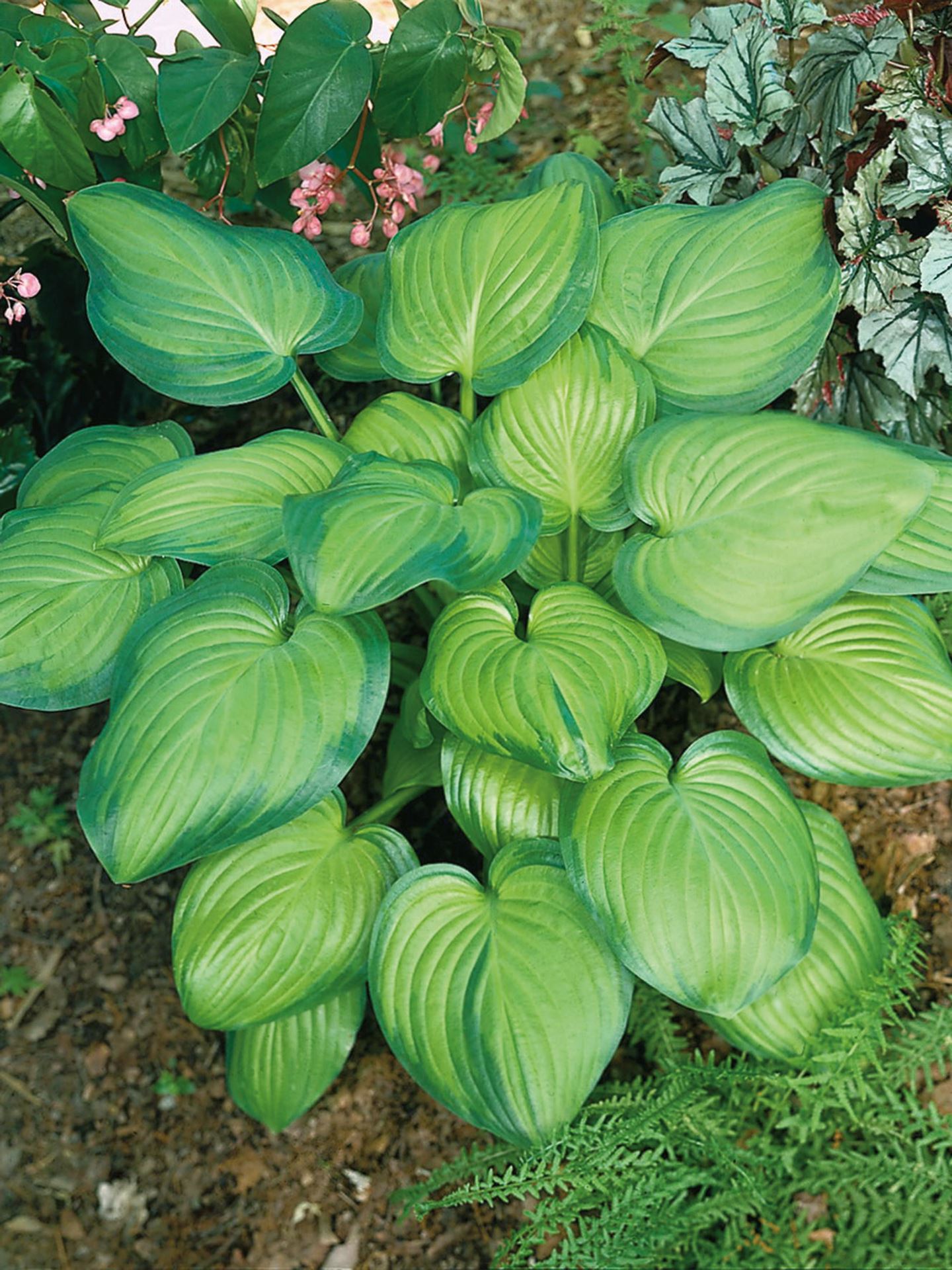 Hosta'Guacamole'- pot 3L - afbeelding