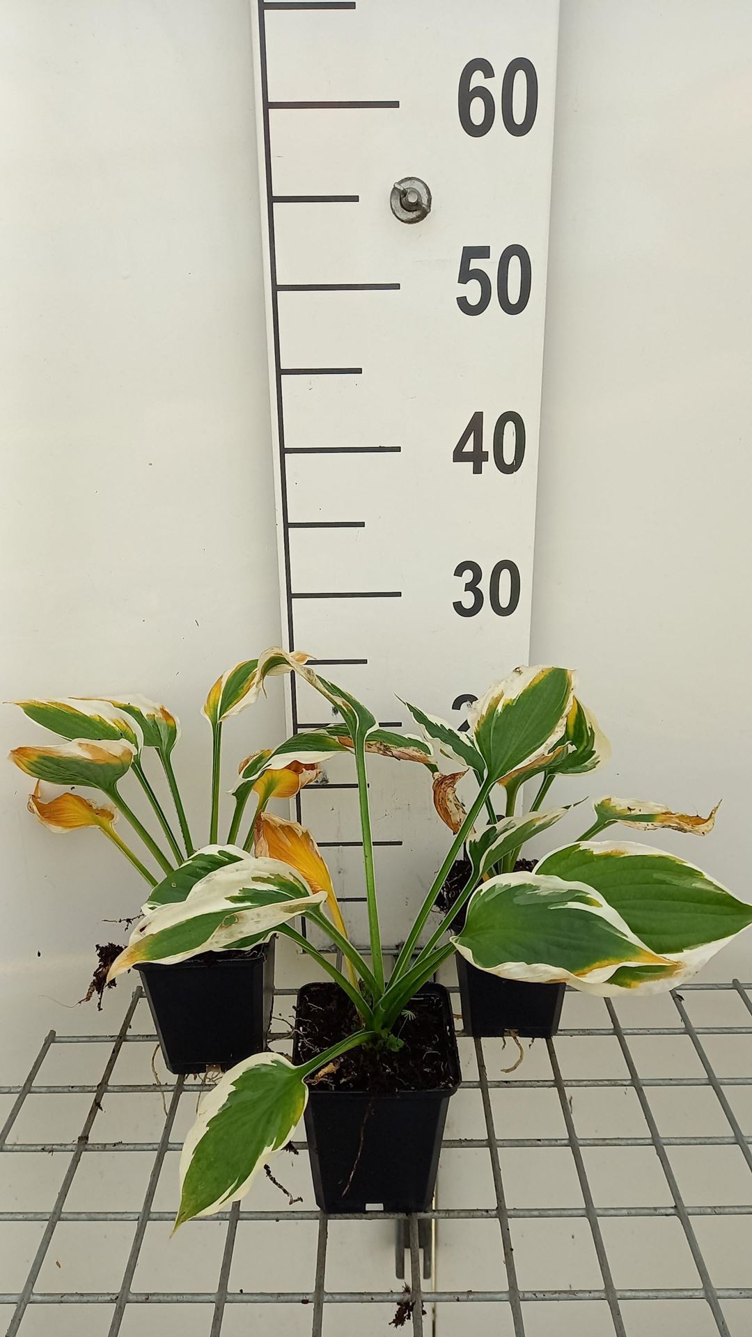 Hosta'Minuteman'- pot 9x9 cm afbeelding