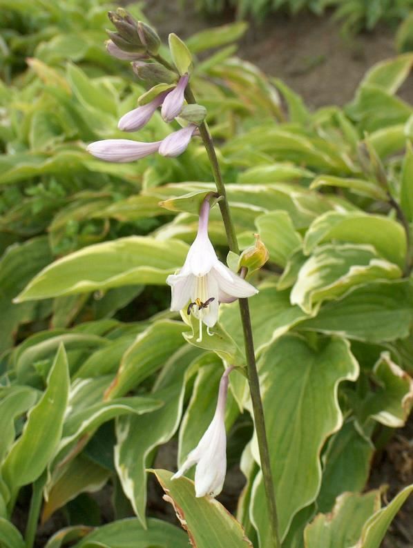 Hosta'Moerheim'- pot 9x9 cm afbeelding