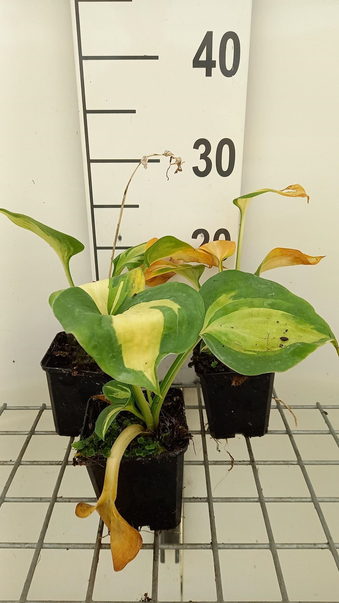 Hosta'Great Expectations'- pot 9x9 cm afbeelding
