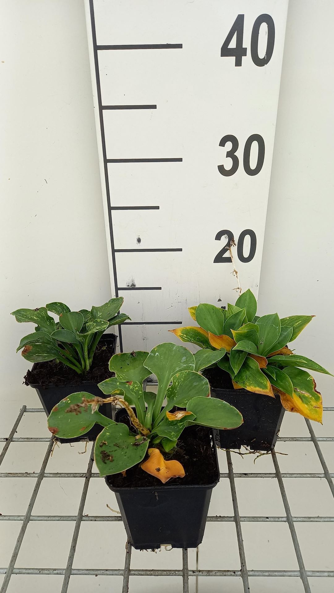 Hosta ventricosa'Aureomaculata'- pot 9x9 cm afbeelding