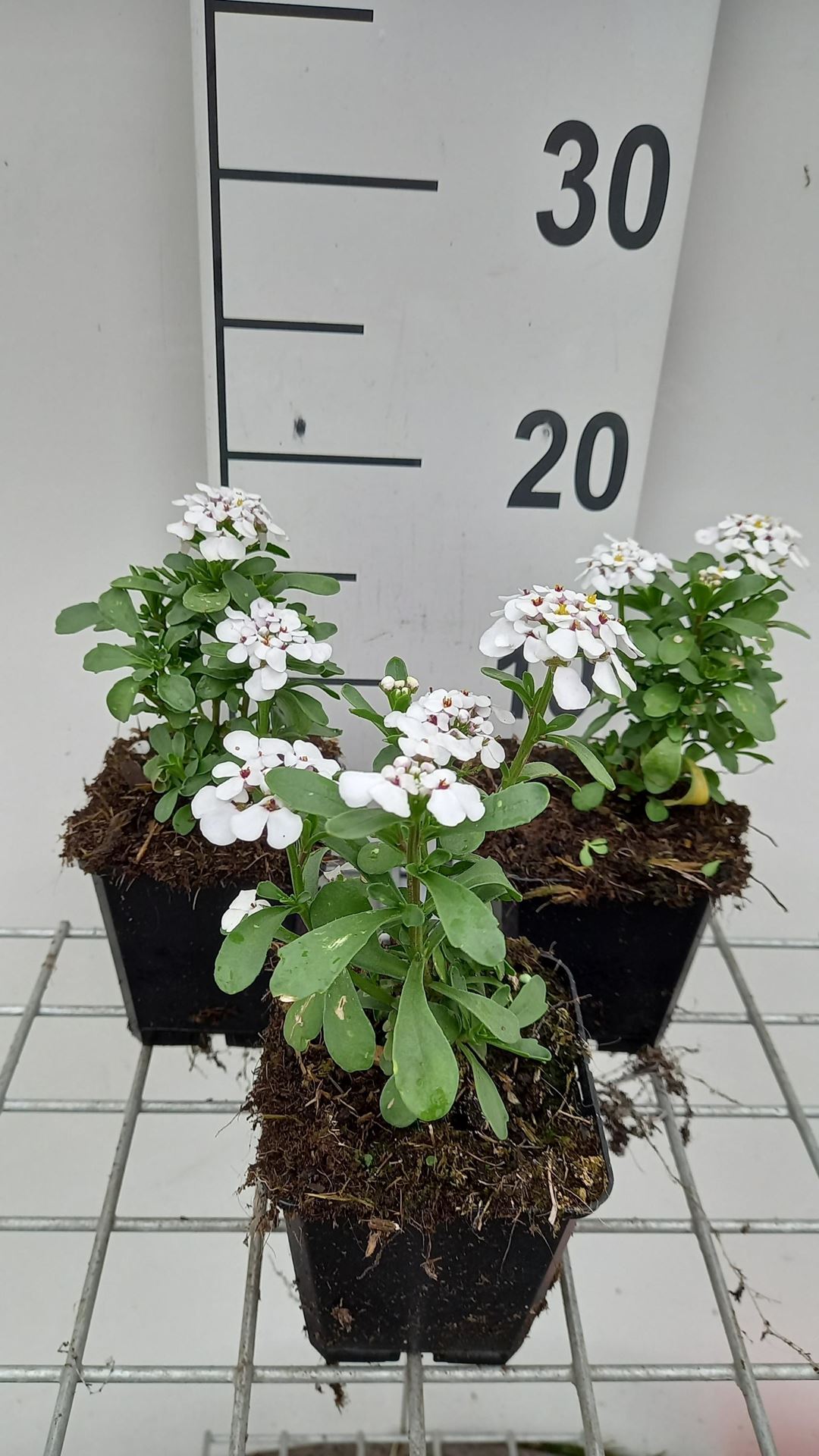 Iberis'Masterpiece'- pot 9x9 cm afbeelding
