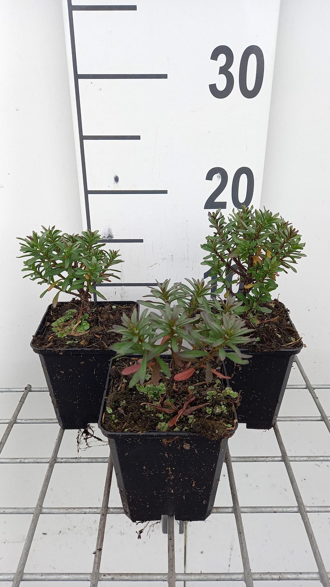 Iberis sempervirens'Absolutely Amethyst'- pot 9x9 cm - afbeelding