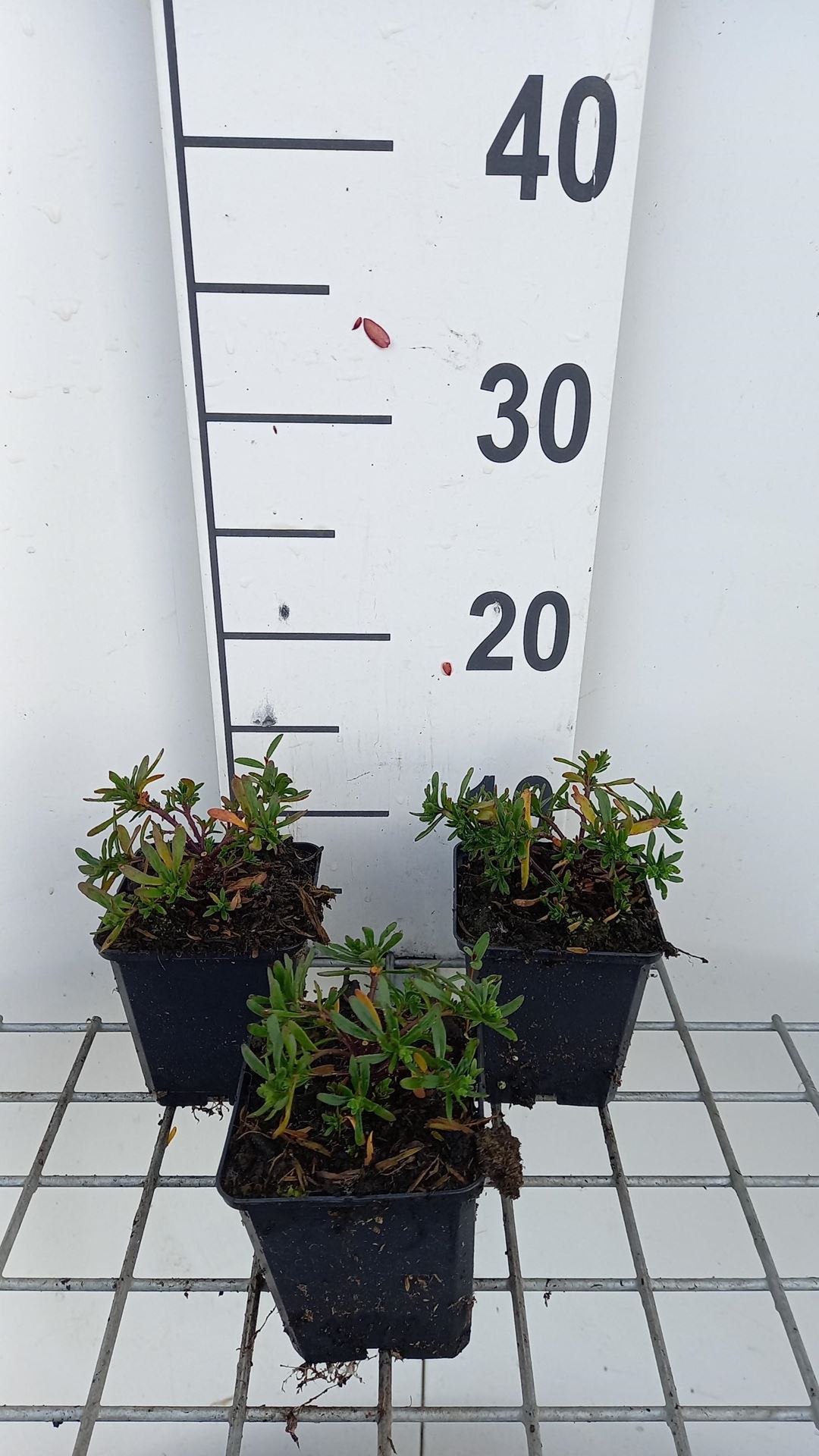 Iberis sempervirens'Appen-Etz'- pot 9x9 cm - Scheefkelk afbeelding