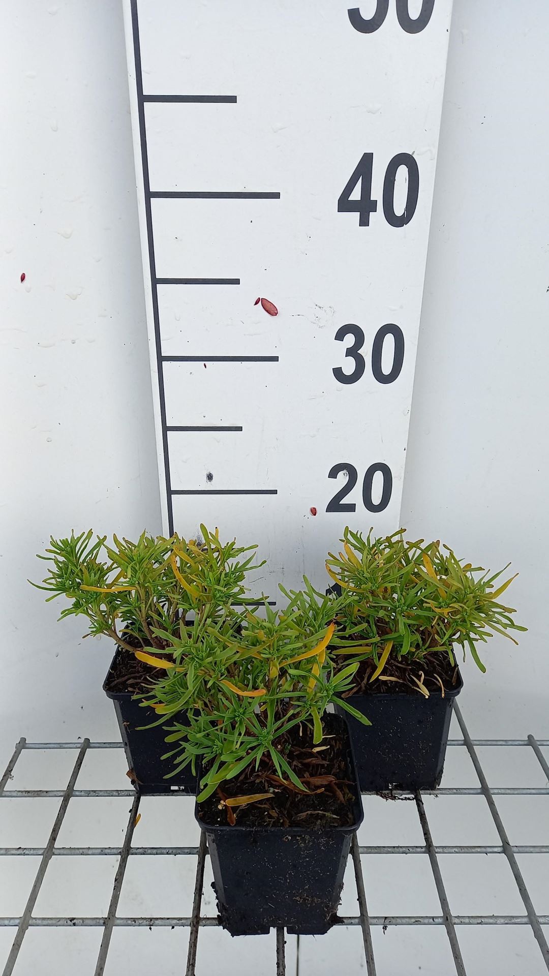 Iberis sempervirens'Fischbeck'- pot 9x9 cm afbeelding