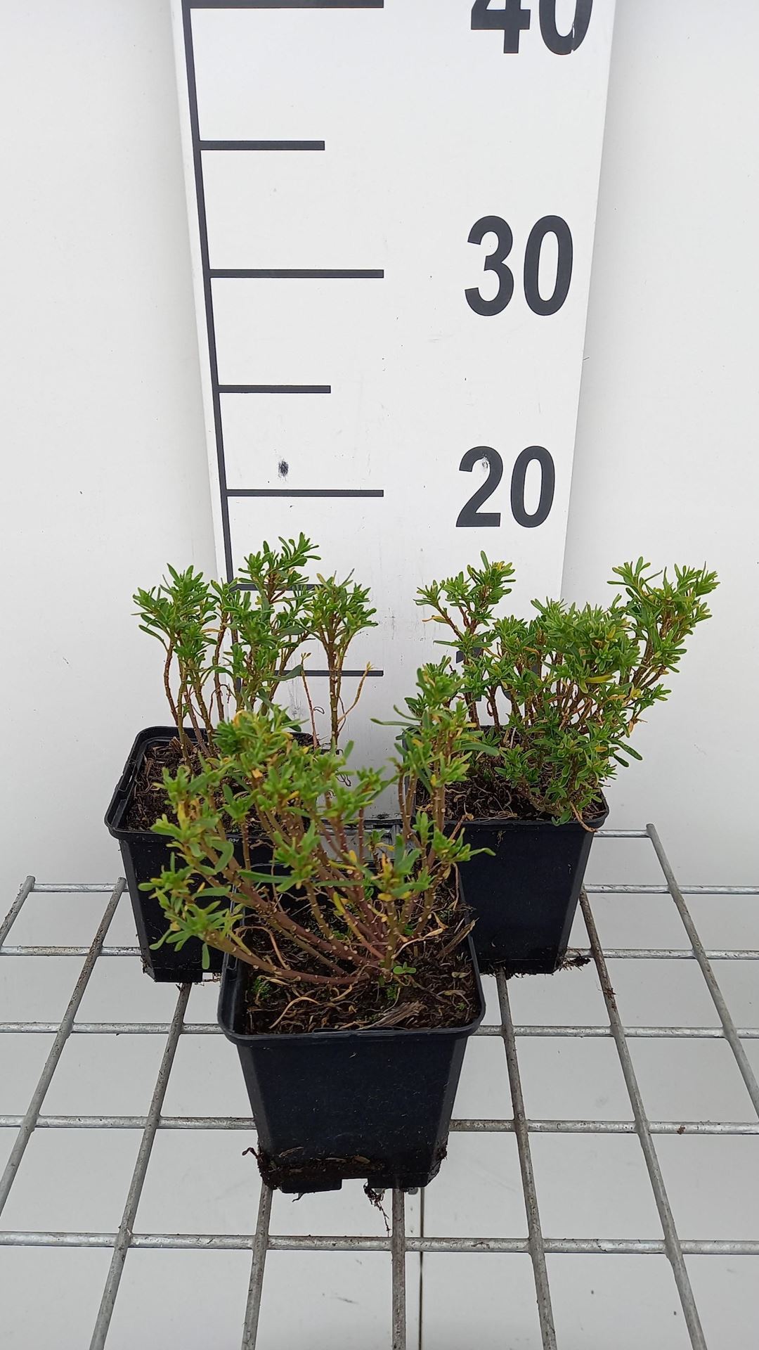 Iberis sempervirens'Nevina'- pot 9x9 cm afbeelding