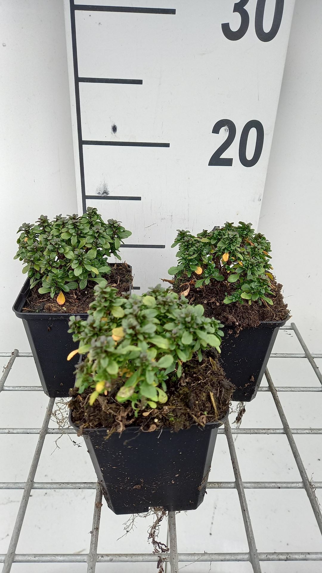 Iberis sempervirens'Pink Ice'- pot 9x9 cm - afbeelding