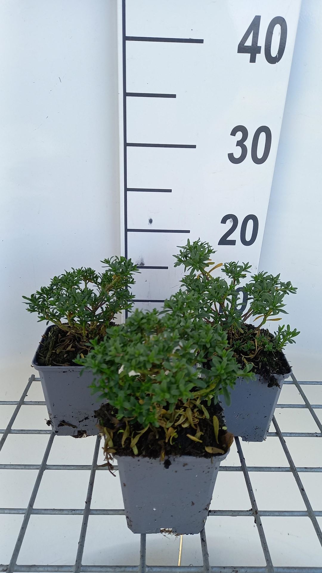 Iberis sempervirens'Zwergschneeflocke'(Snowdrift) - pot 9x9 cm afbeelding