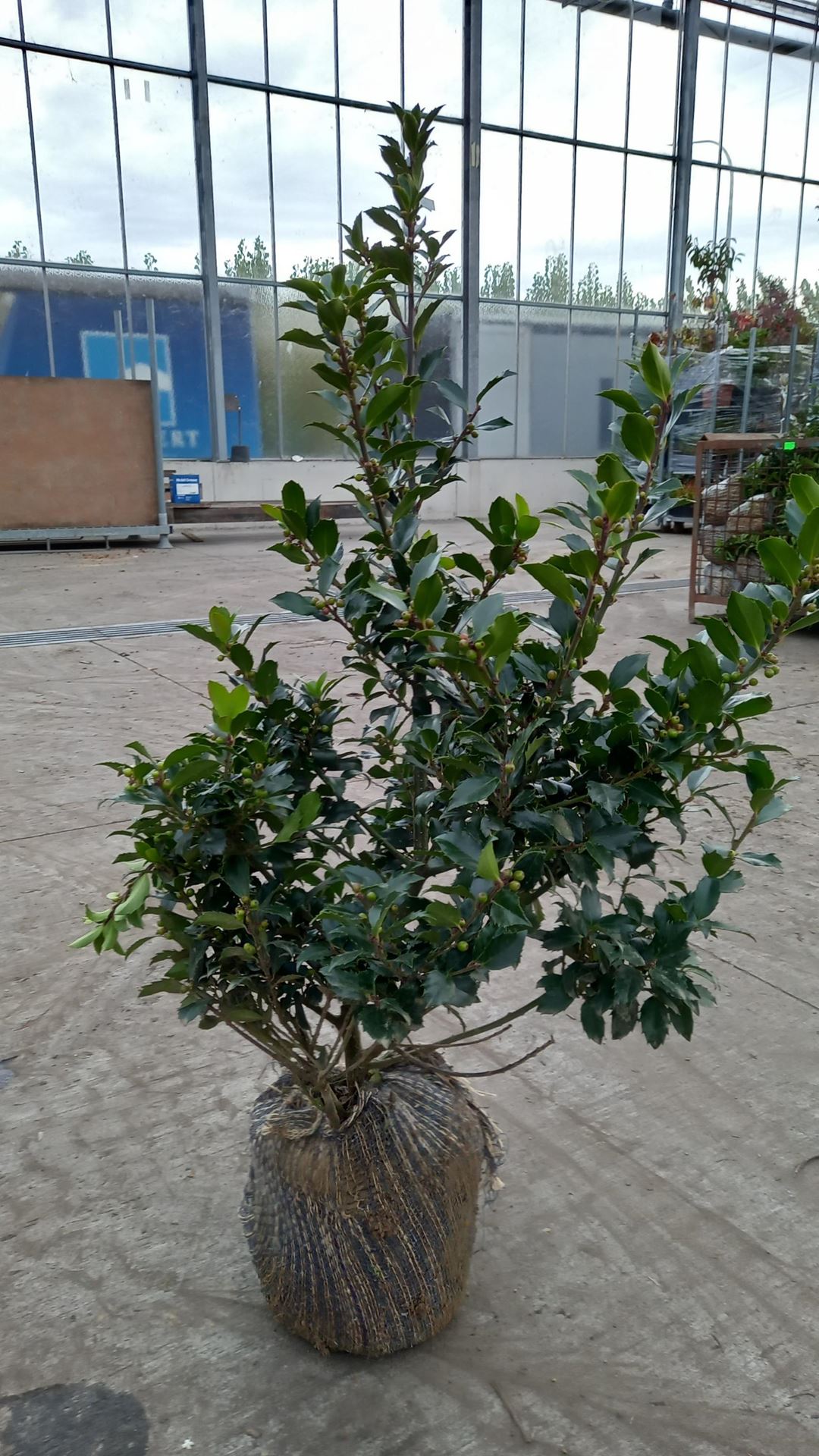 Ilex x meserveae'Mesid'(Blue Maid) - aardekluit - 80-100 cm afbeelding