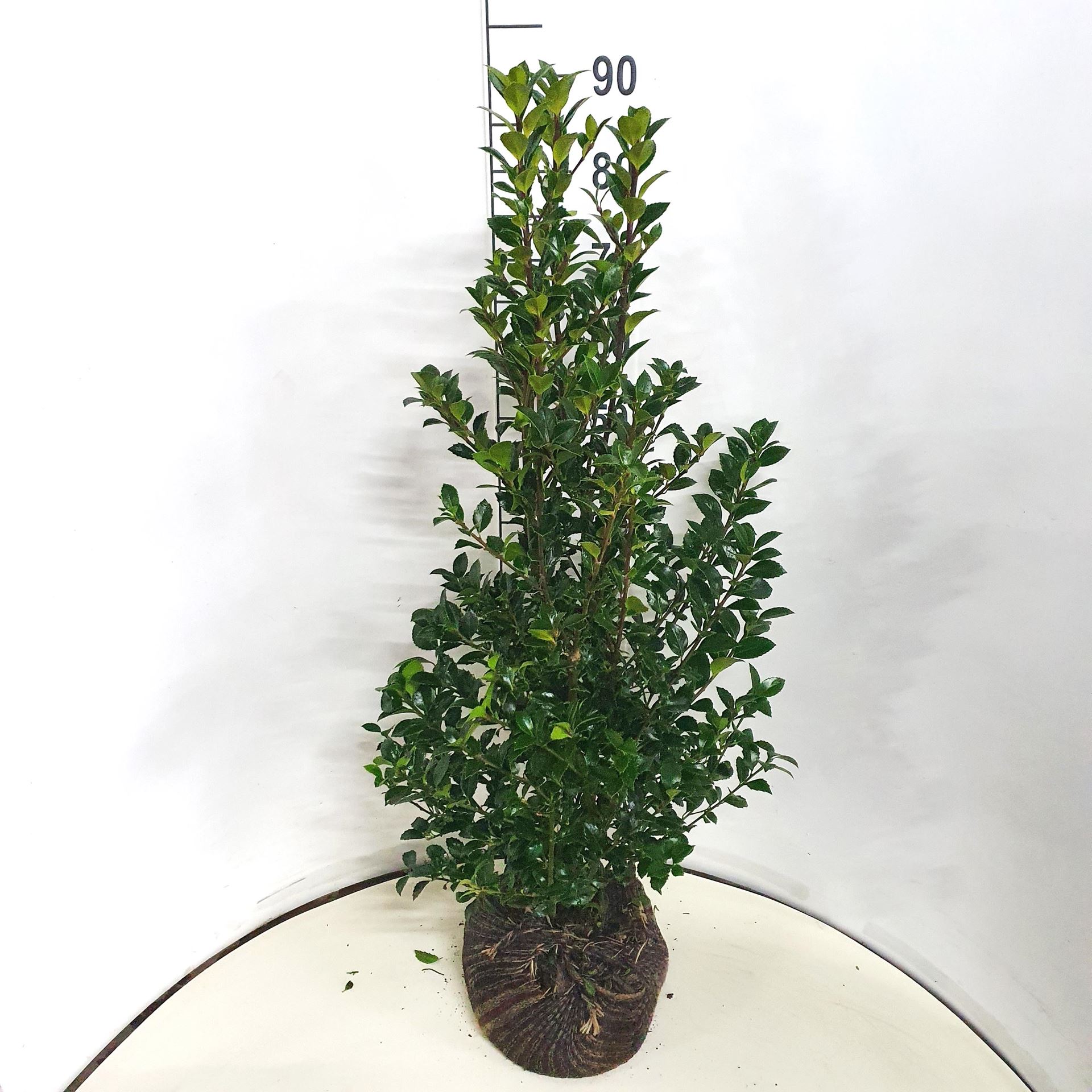 Ilex x meserveae'Hachfee'(Heckenfee) - aardekluit - 80-100 cm afbeelding