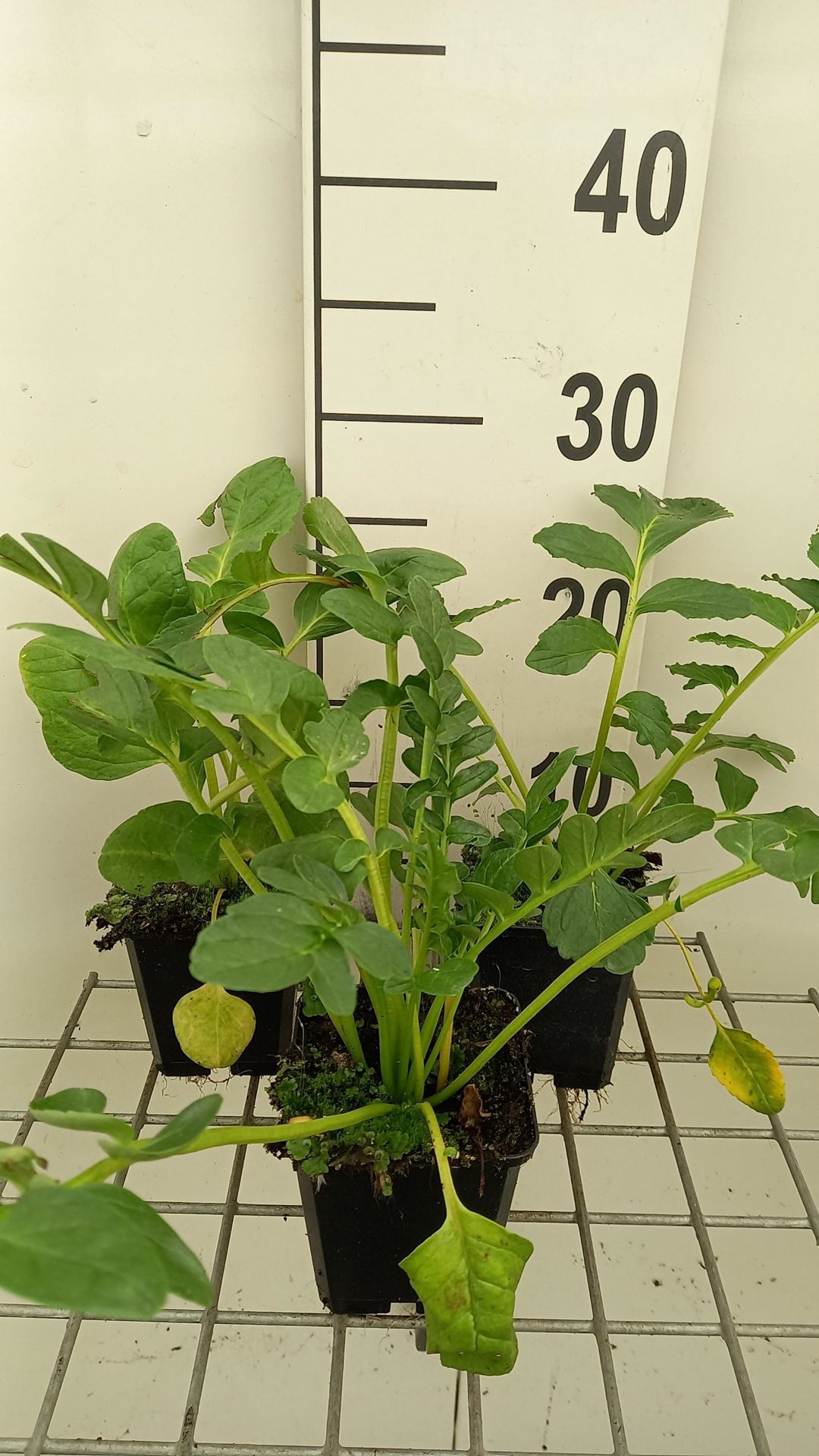 Incarvillea delavayi'Snowtop'- pot 9x9 cm - Tuingloxinia afbeelding