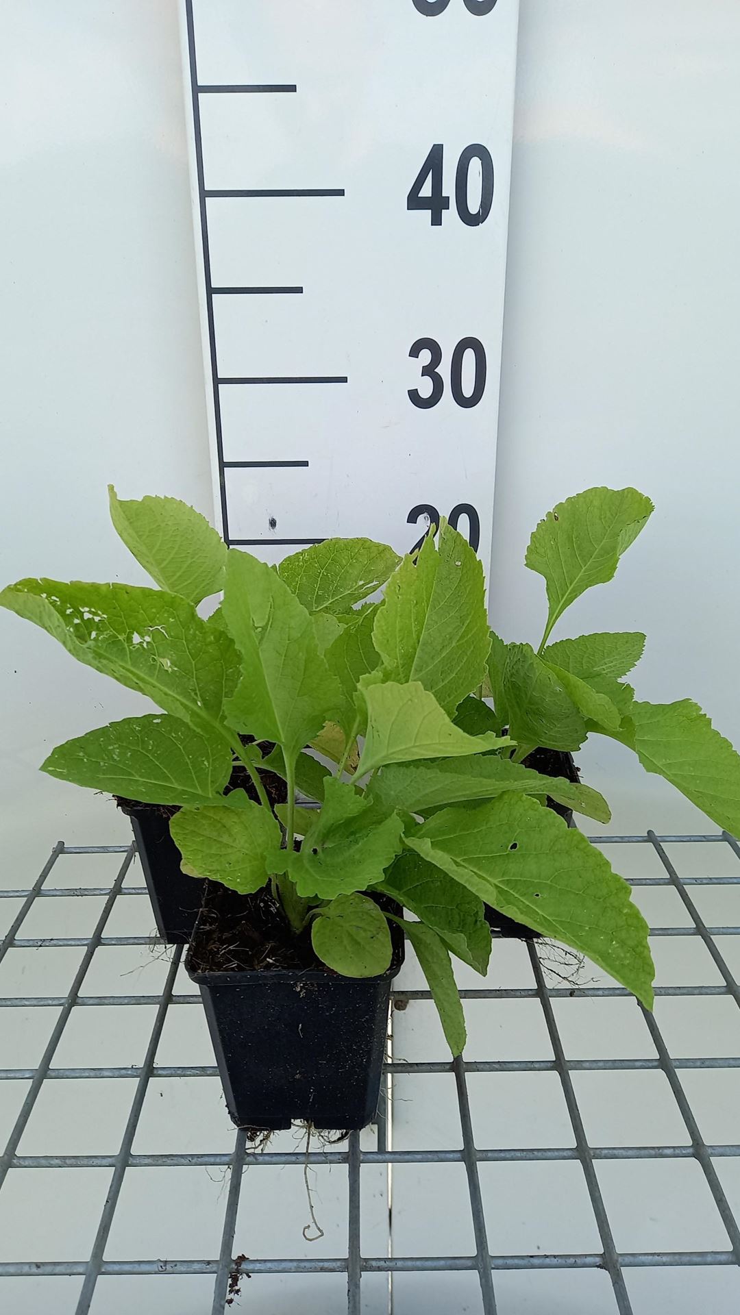 Inula magnifica - pot 9x9 cm afbeelding