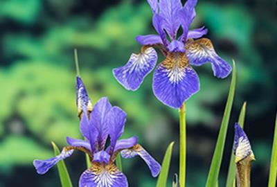 Iris sibirica - Biopot diameter 7 cm afbeelding