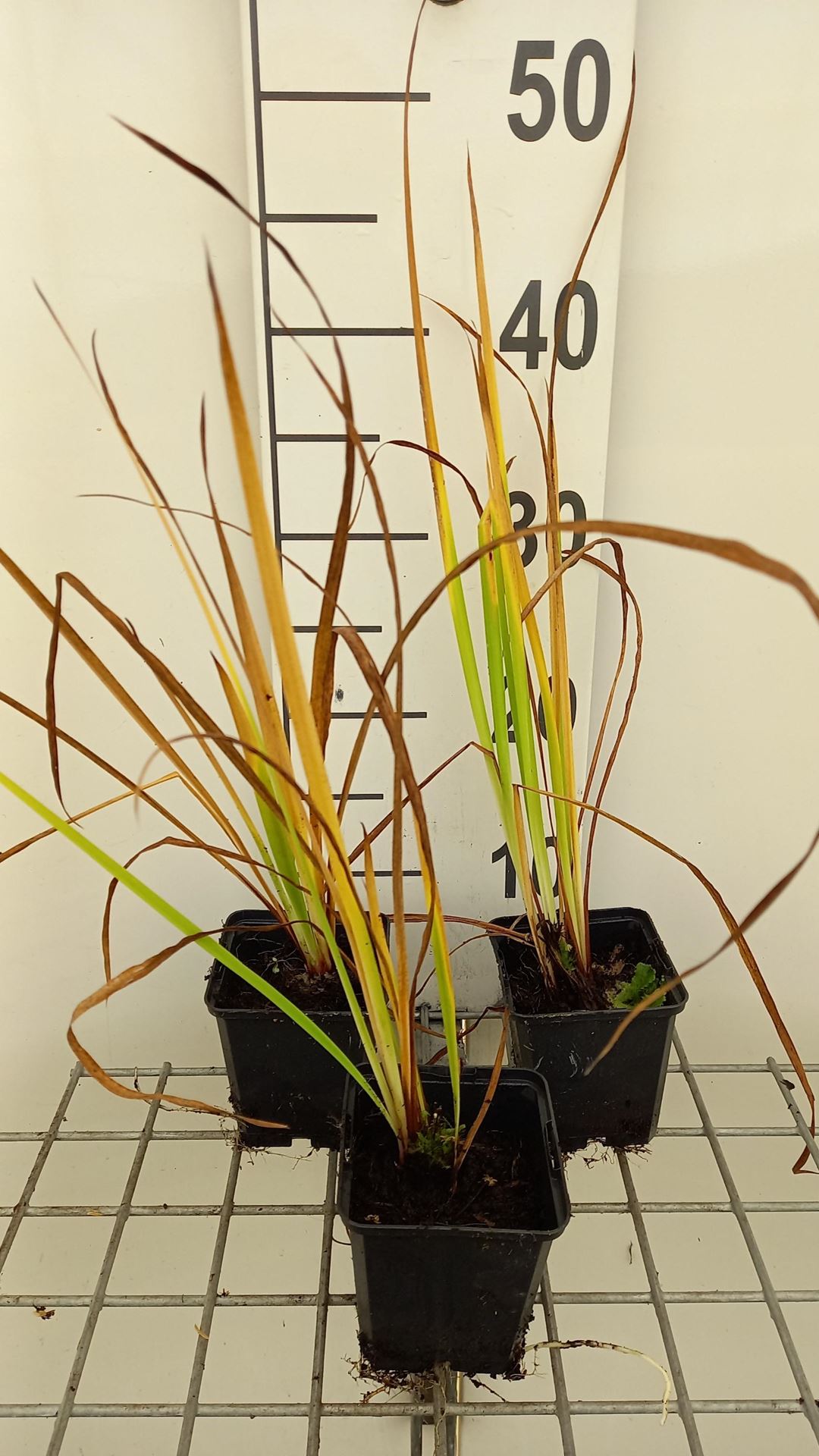 Iris 'Sparkling Rose' - pot 9x9 cm