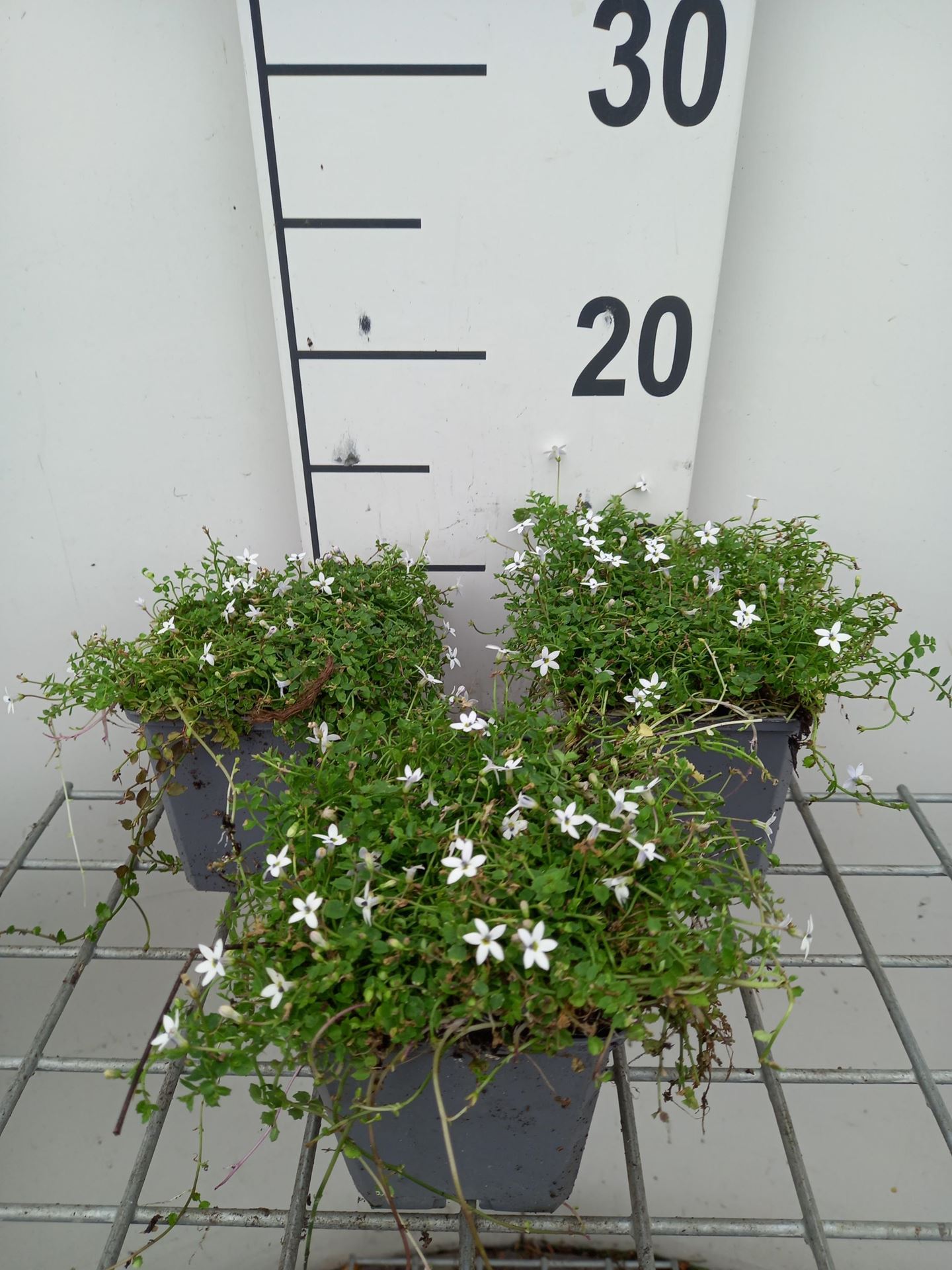 Isotoma fluviatilis'Alba'- pot 9x9 cm - afbeelding