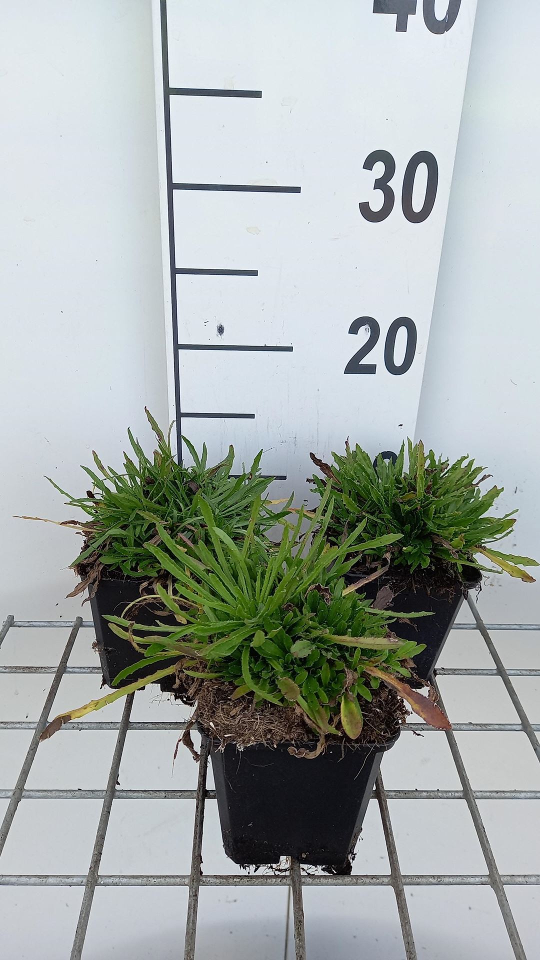 Jasione laevis'Blaulicht'- pot 9x9 cm afbeelding