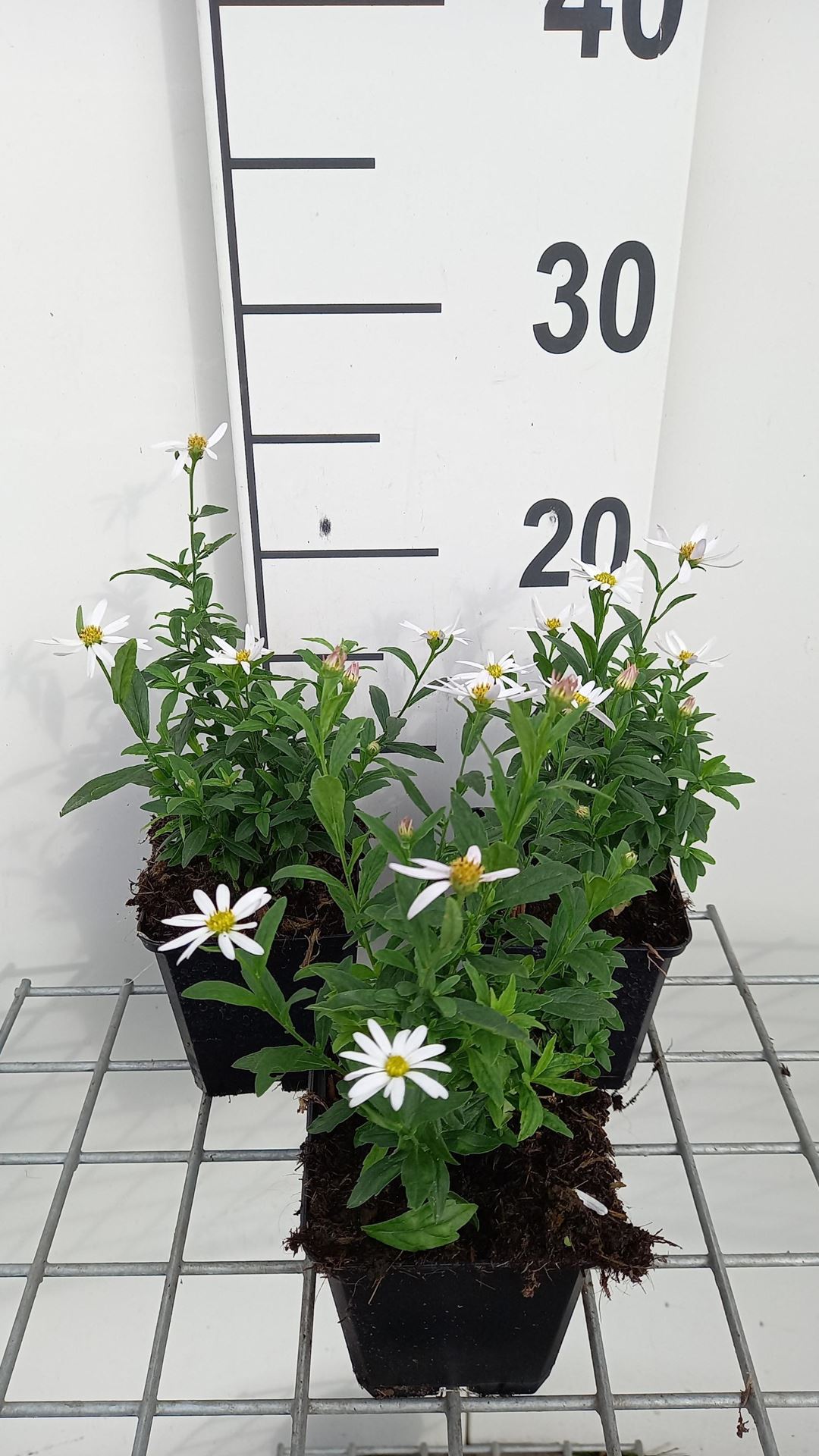 Kalimeris incisa'Alba'- pot 9x9 cm afbeelding