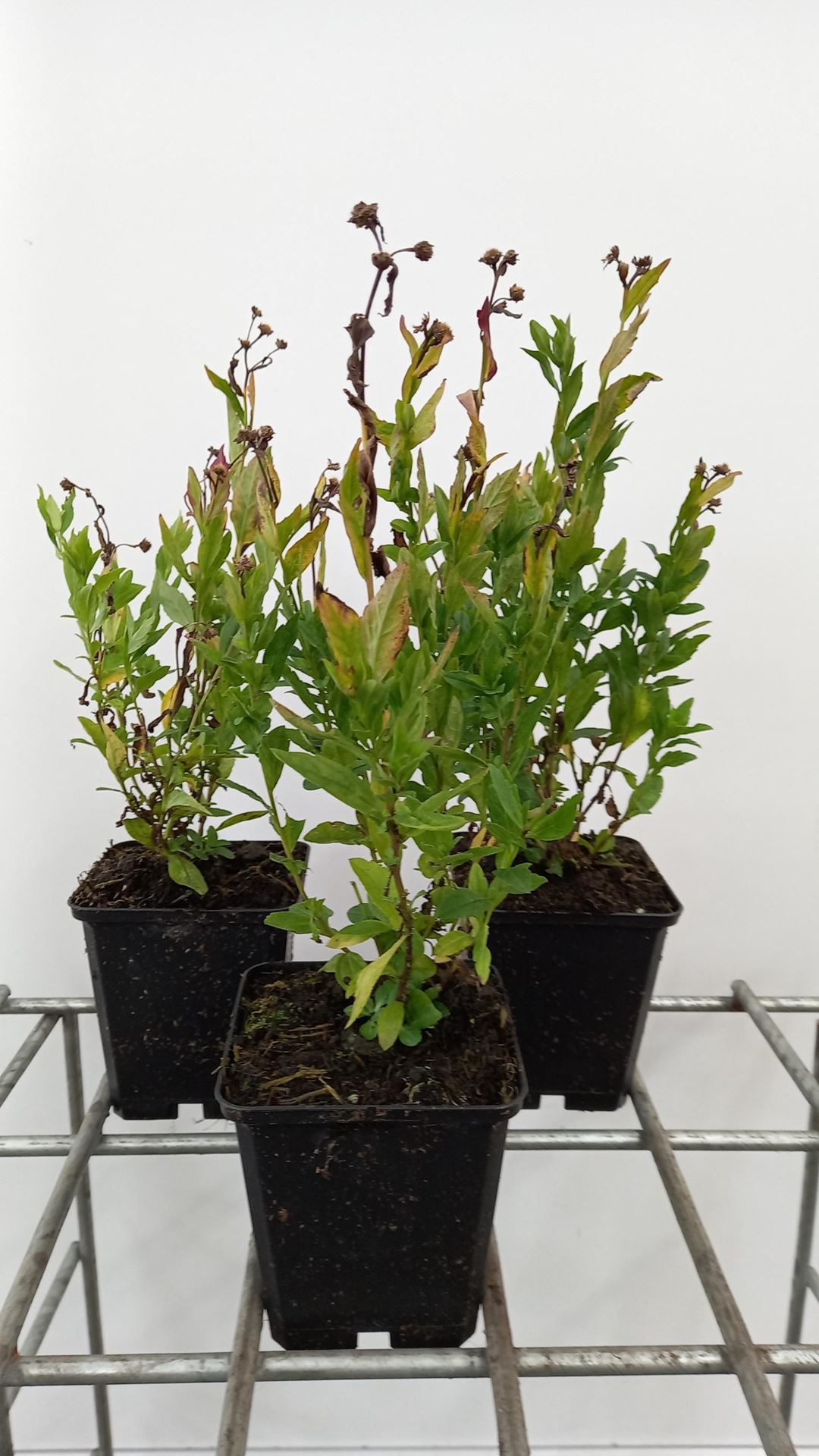 Kalimeris incisa'Blue Star'- pot 9x9 cm afbeelding