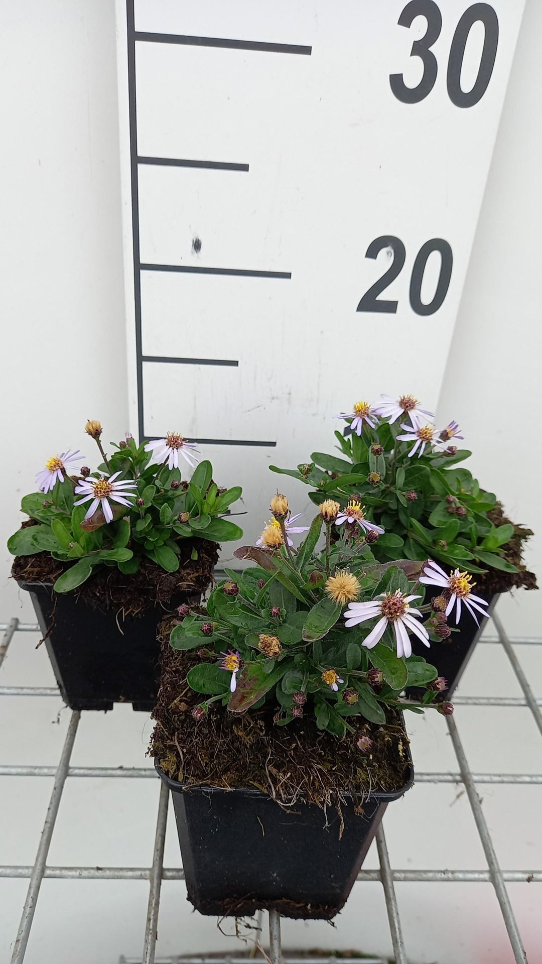 Kalimeris incisa'Nana Blue'- pot 9x9 cm - Kalimeris afbeelding
