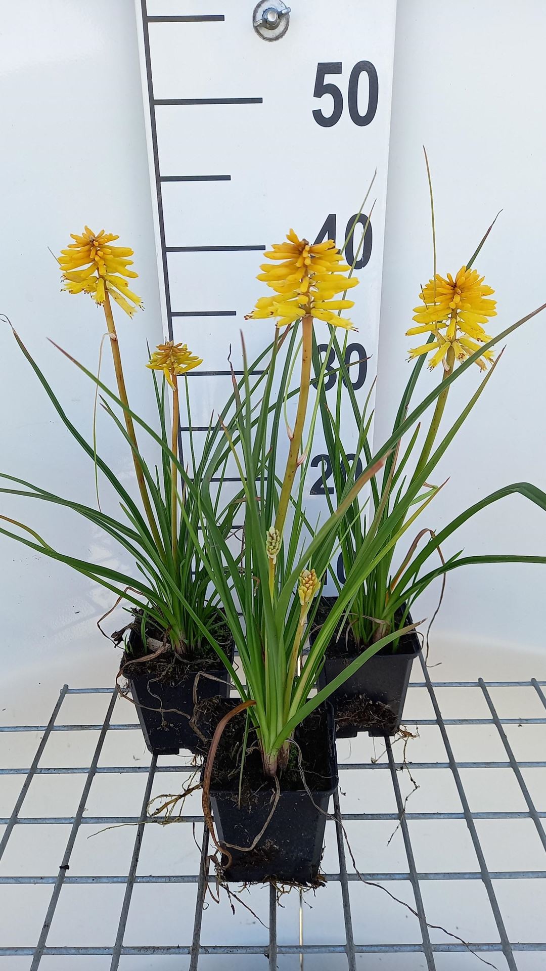Kniphofia'Banana Popsicle'- pot 9x9 cm - afbeelding