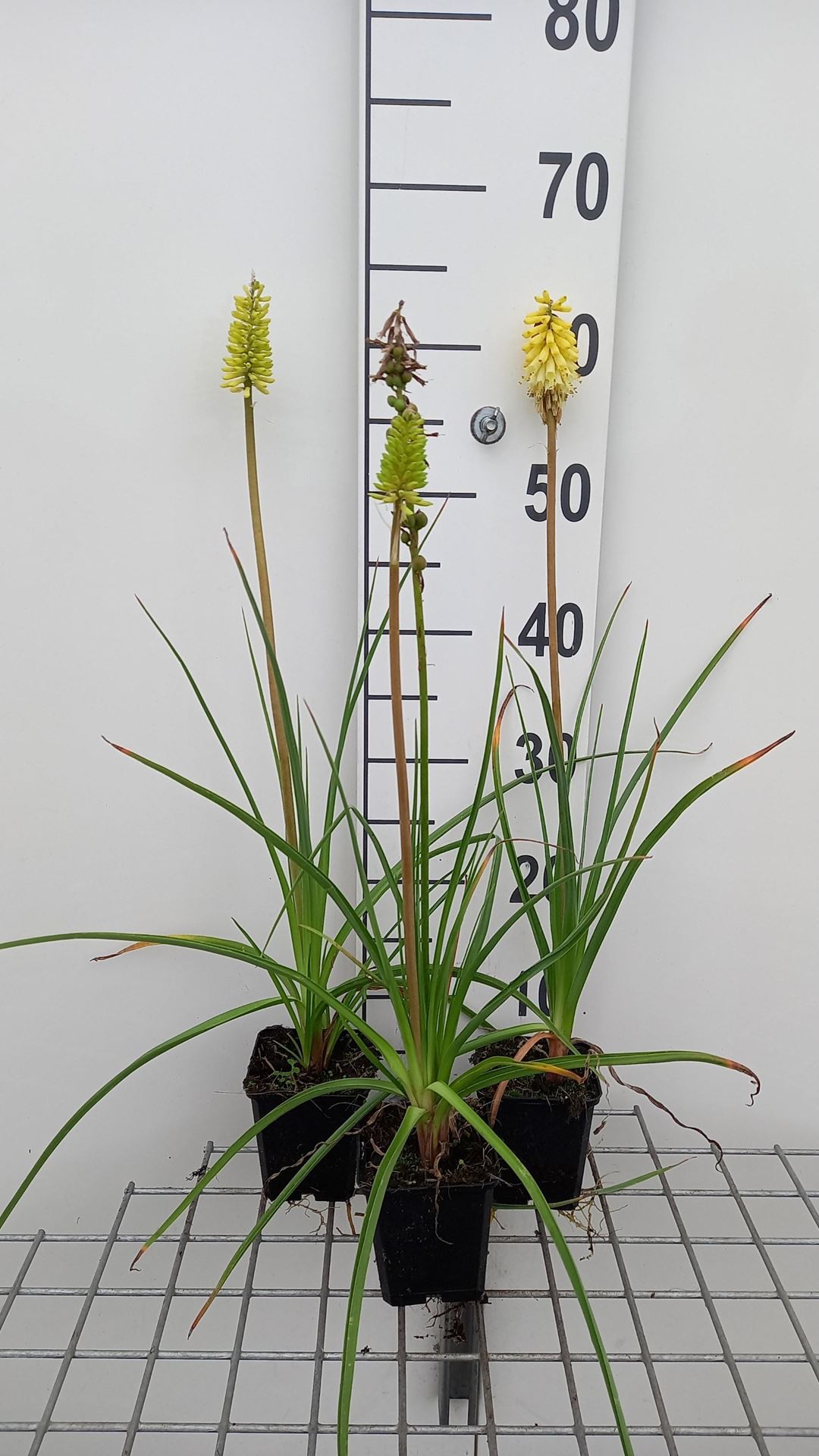 Kniphofia citrina - pot 9x9 cm - afbeelding